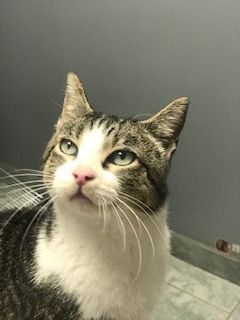 Enlarge Misty, an adoptable Domestic Short Hair in West Bloomfield, MI image 3/3