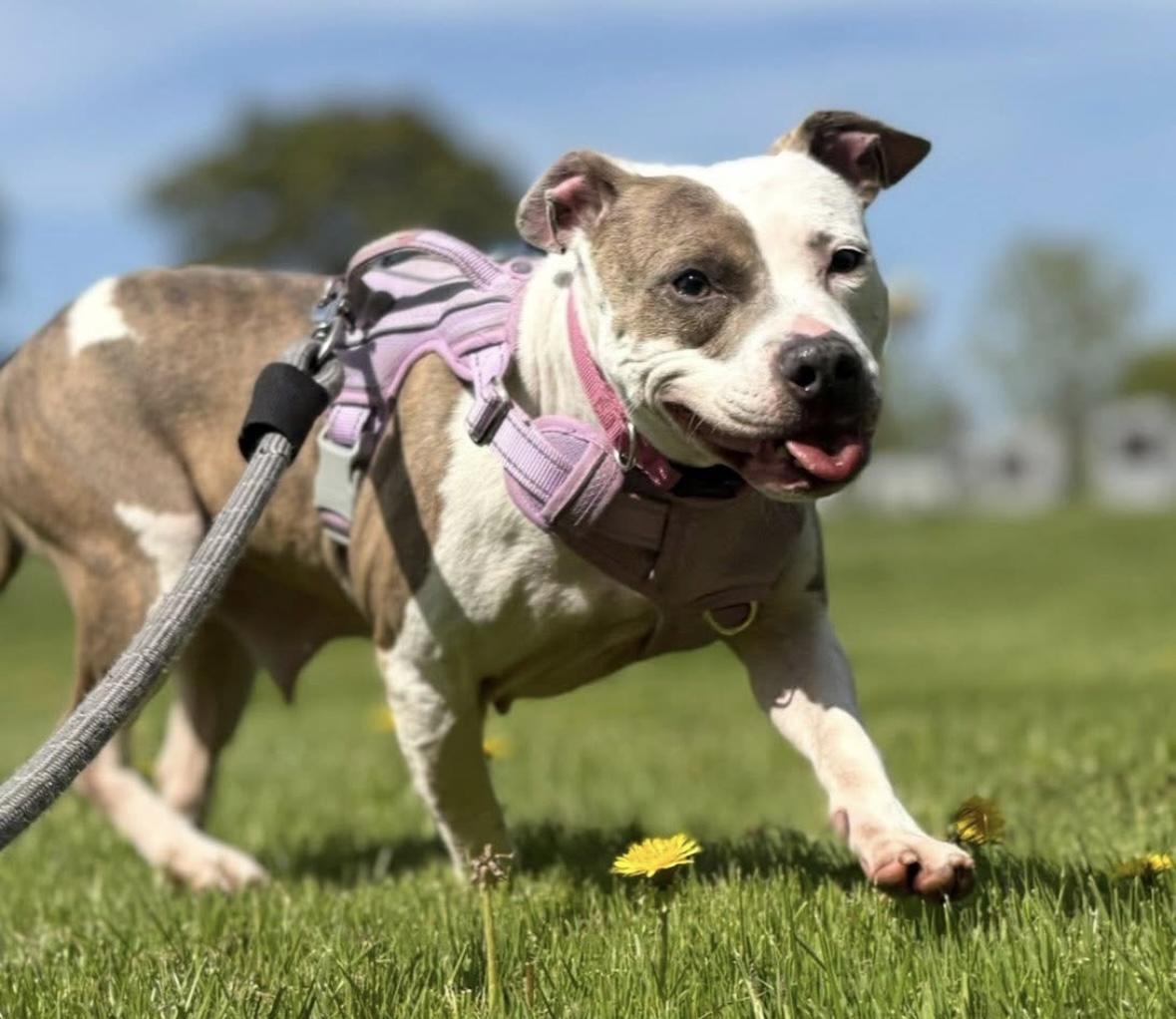 Enlarge Keiko, a Adoptable mixed breed image 3/5