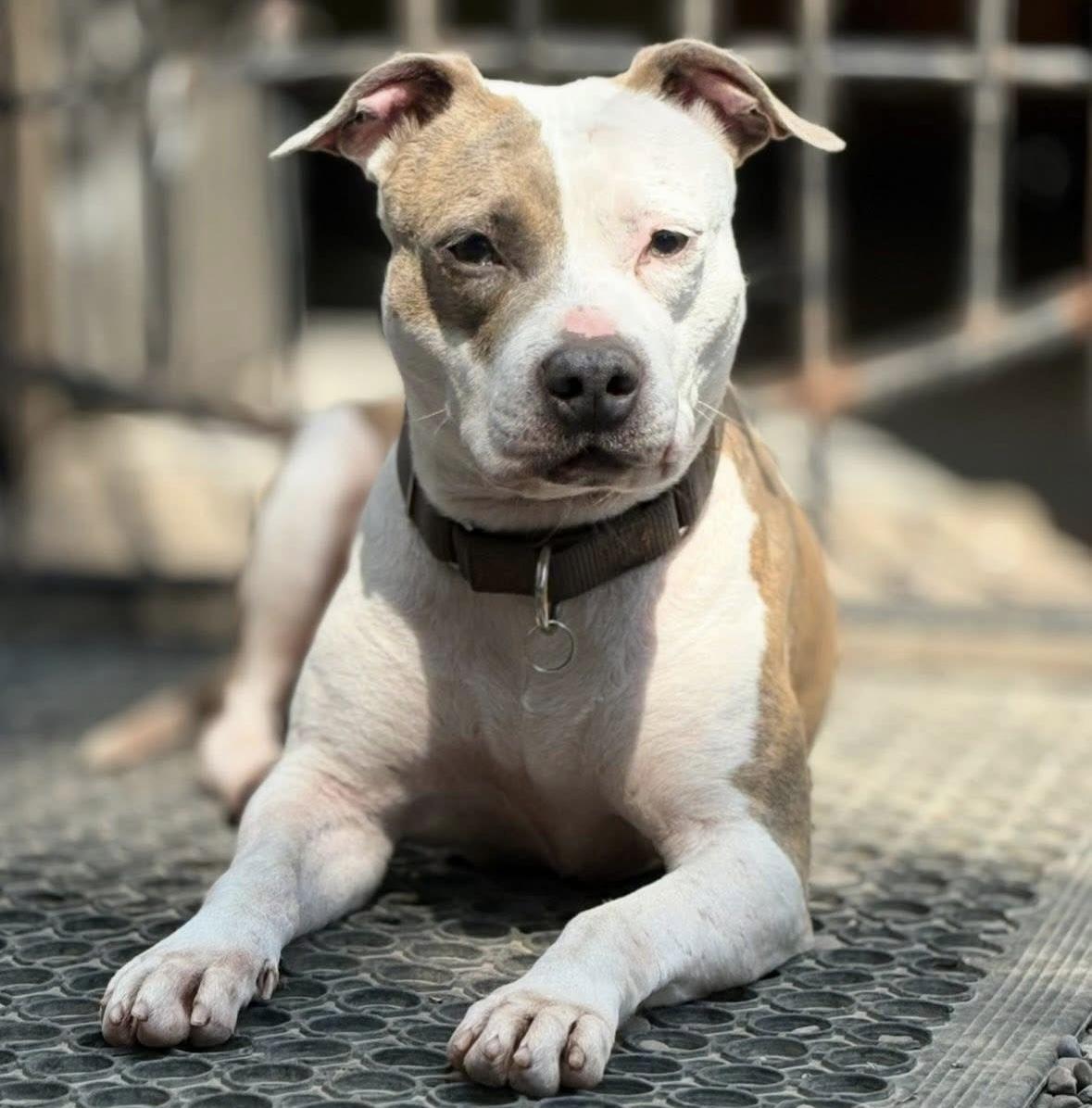 Enlarge Keiko, a Adoptable mixed breed image 2/5