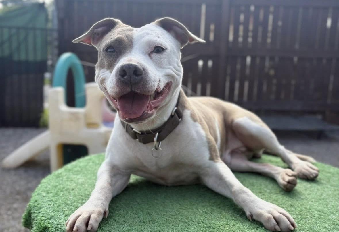 Enlarge Keiko, a Adoptable mixed breed image 1/5