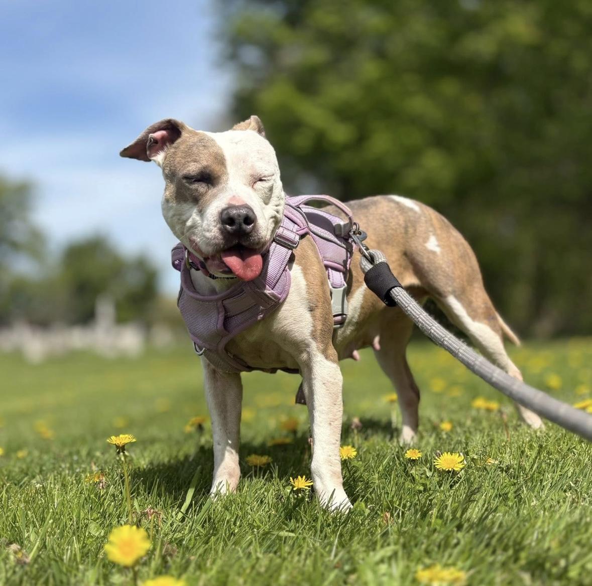 Enlarge Keiko, a Adoptable mixed breed image 5/5