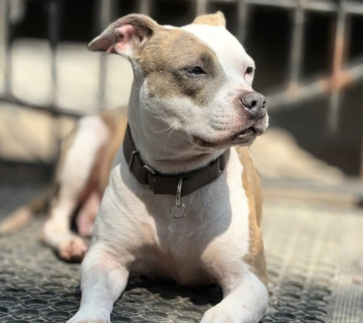 Enlarge Keiko, a Adoptable mixed breed image 4/5