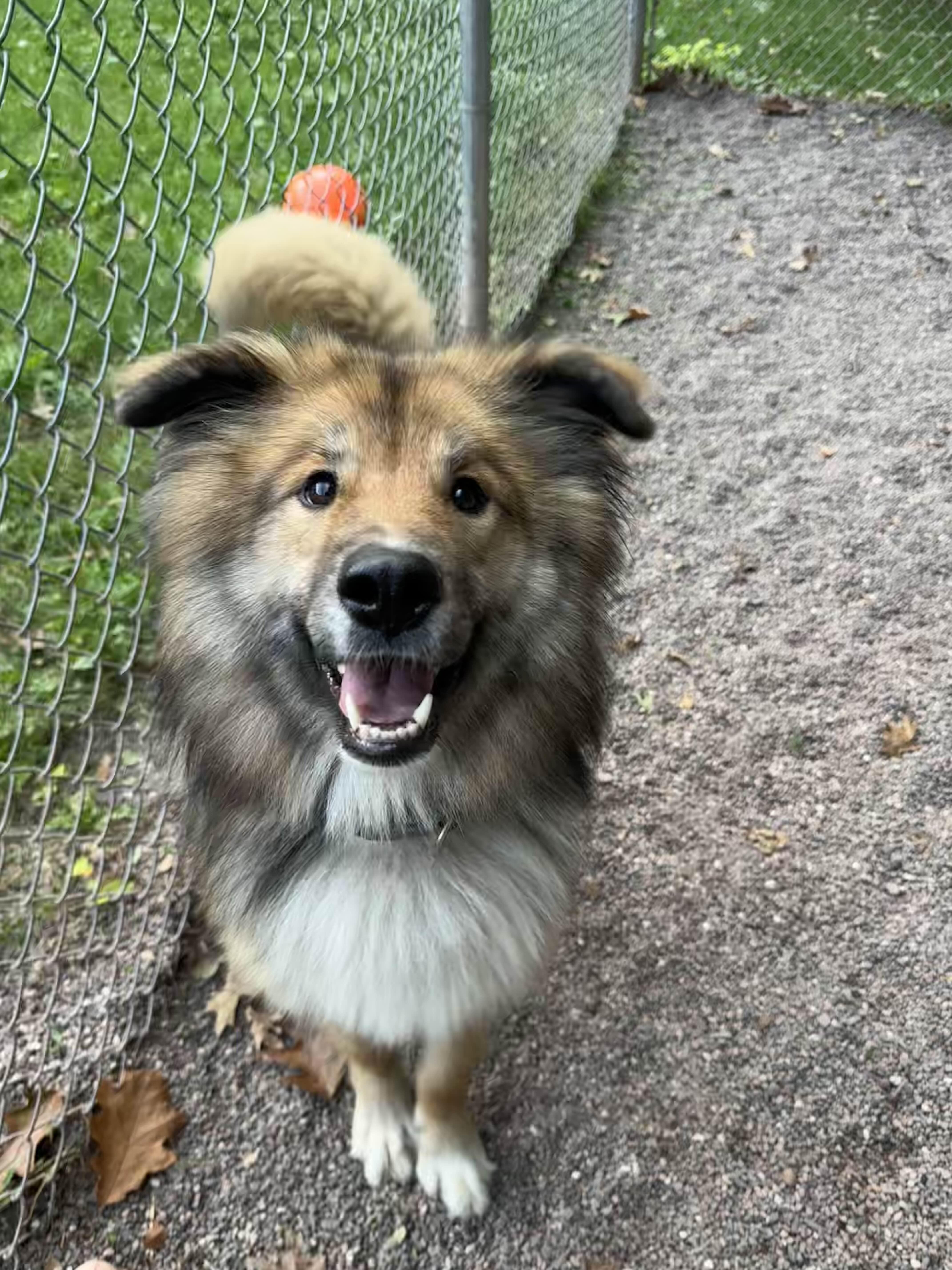 Jobie, an adoptable German Shepherd Dog, Siberian Husky in Houghton, MI, 49931 | Photo Image 2