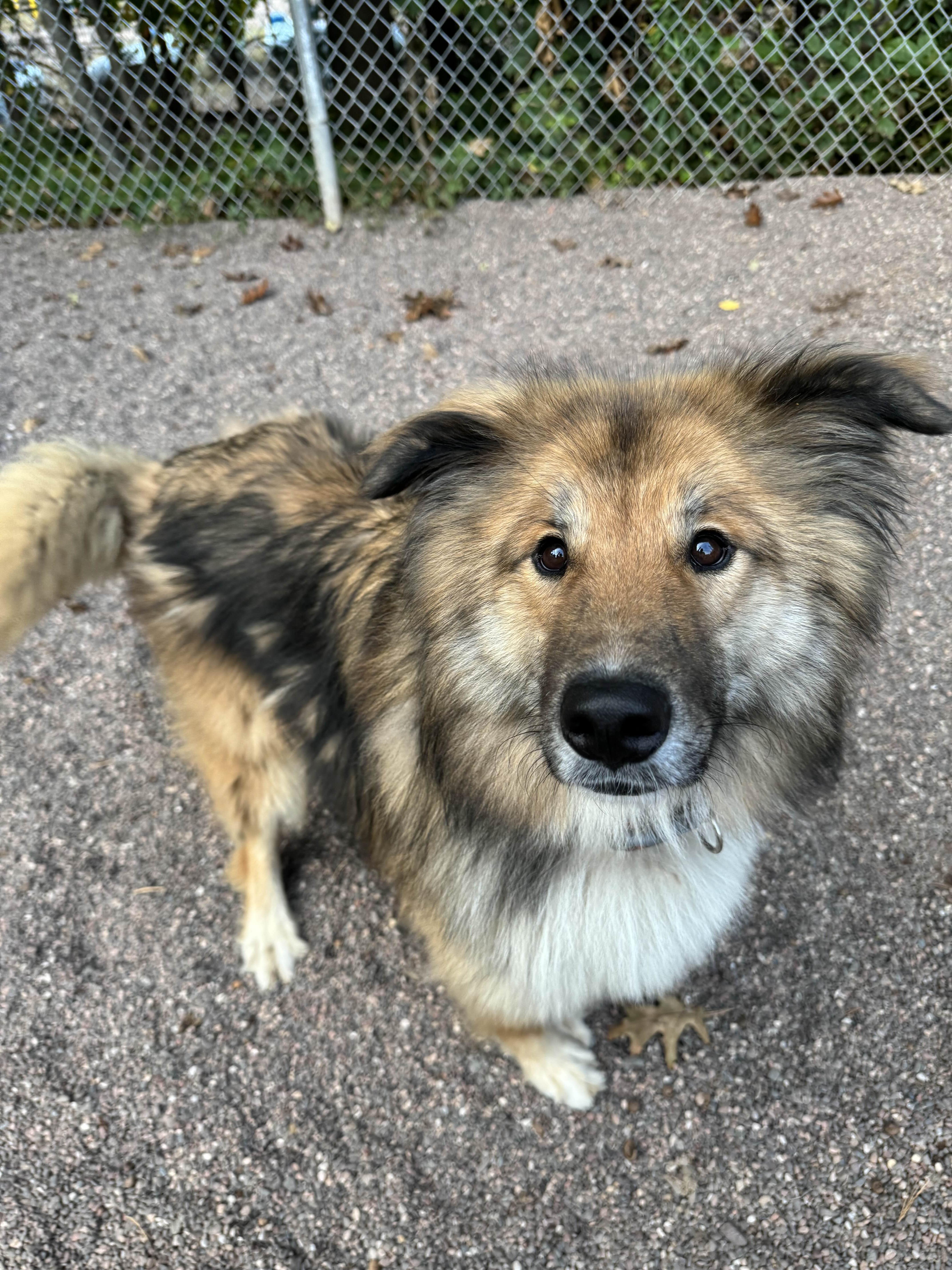 Jobie, an adoptable German Shepherd Dog, Siberian Husky in Houghton, MI, 49931 | Photo Image 4