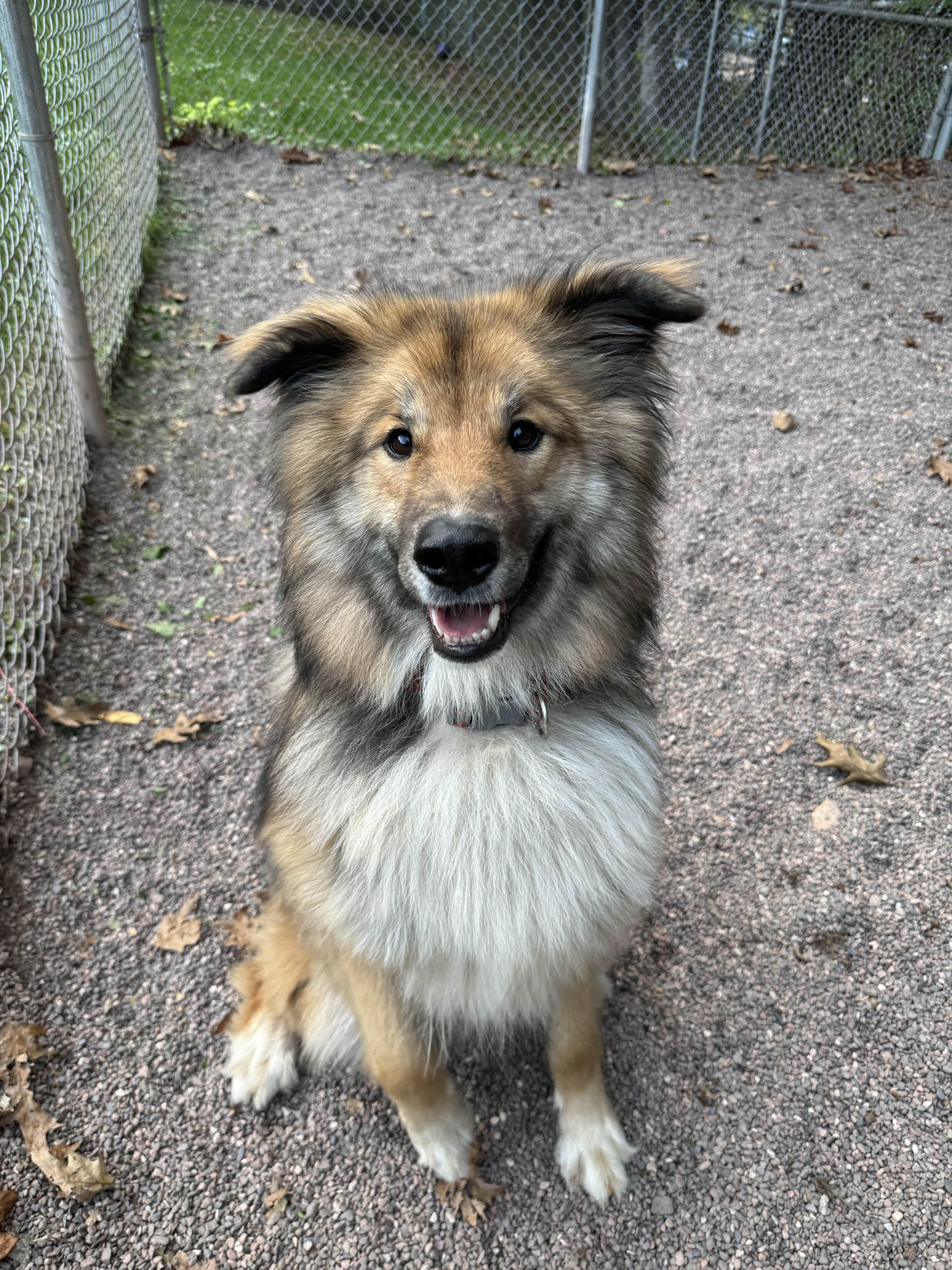 Jobie, an adoptable German Shepherd Dog, Siberian Husky in Houghton, MI, 49931 | Photo Image 1
