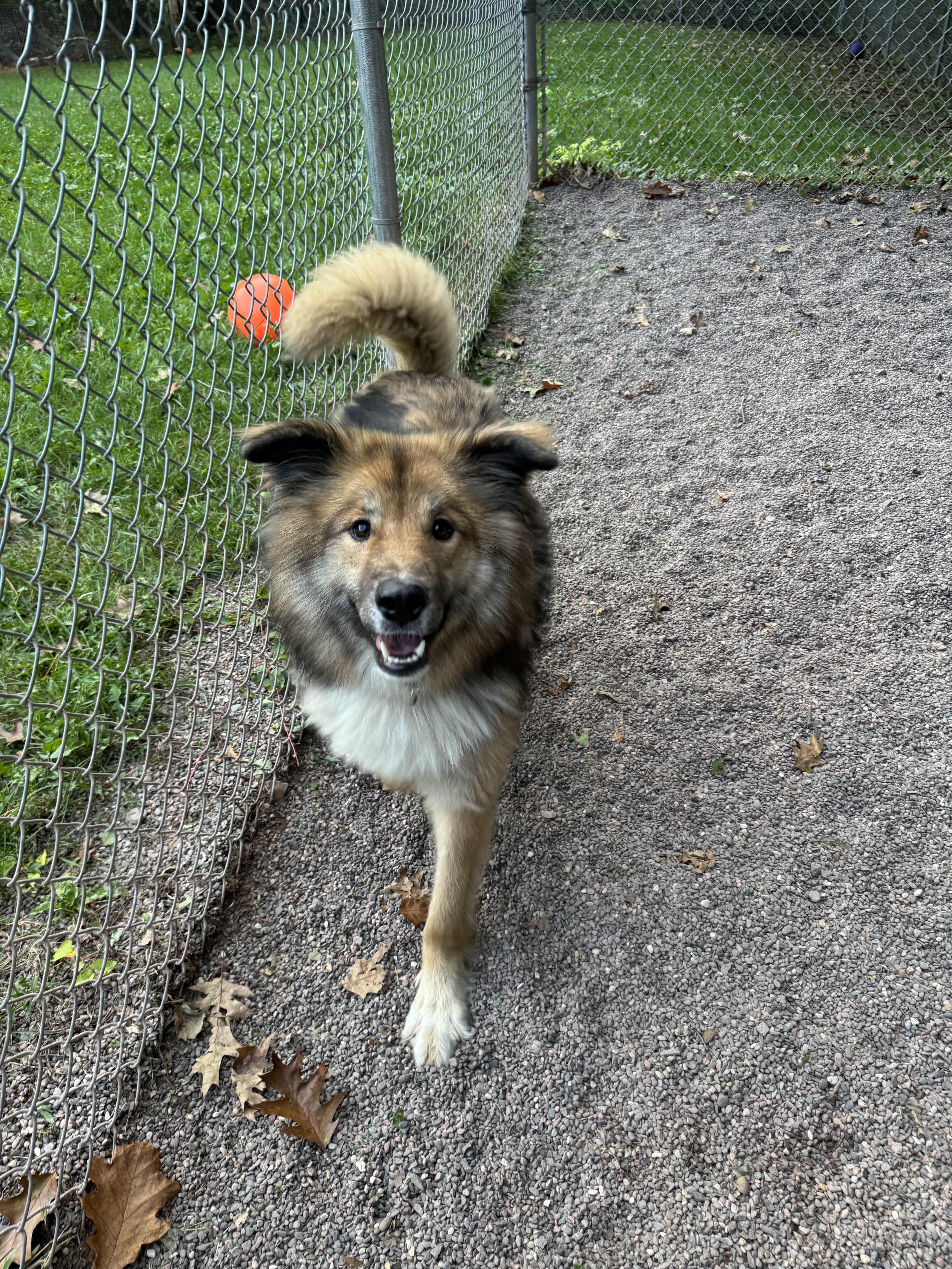 Jobie, an adoptable German Shepherd Dog, Siberian Husky in Houghton, MI, 49931 | Photo Image 5
