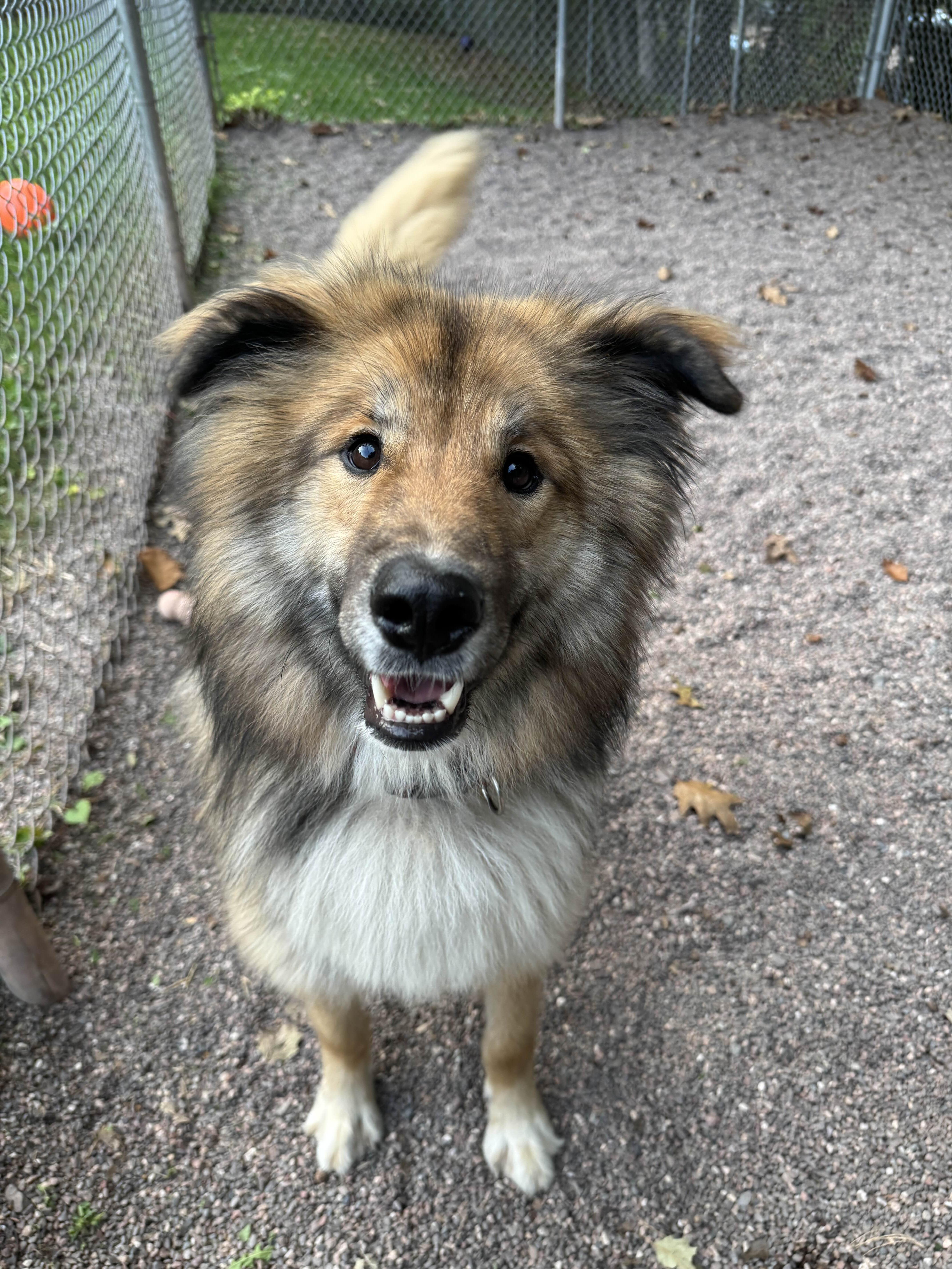 Jobie, an adoptable German Shepherd Dog, Siberian Husky in Houghton, MI, 49931 | Photo Image 3