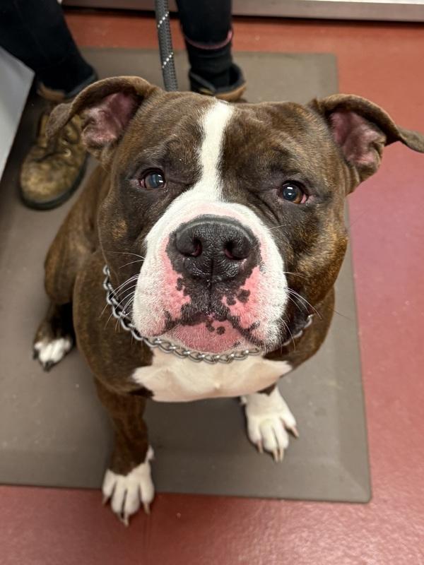 Enlarge Duncan, a Adoptable mixed breed in Salisbury, MD image 1/1