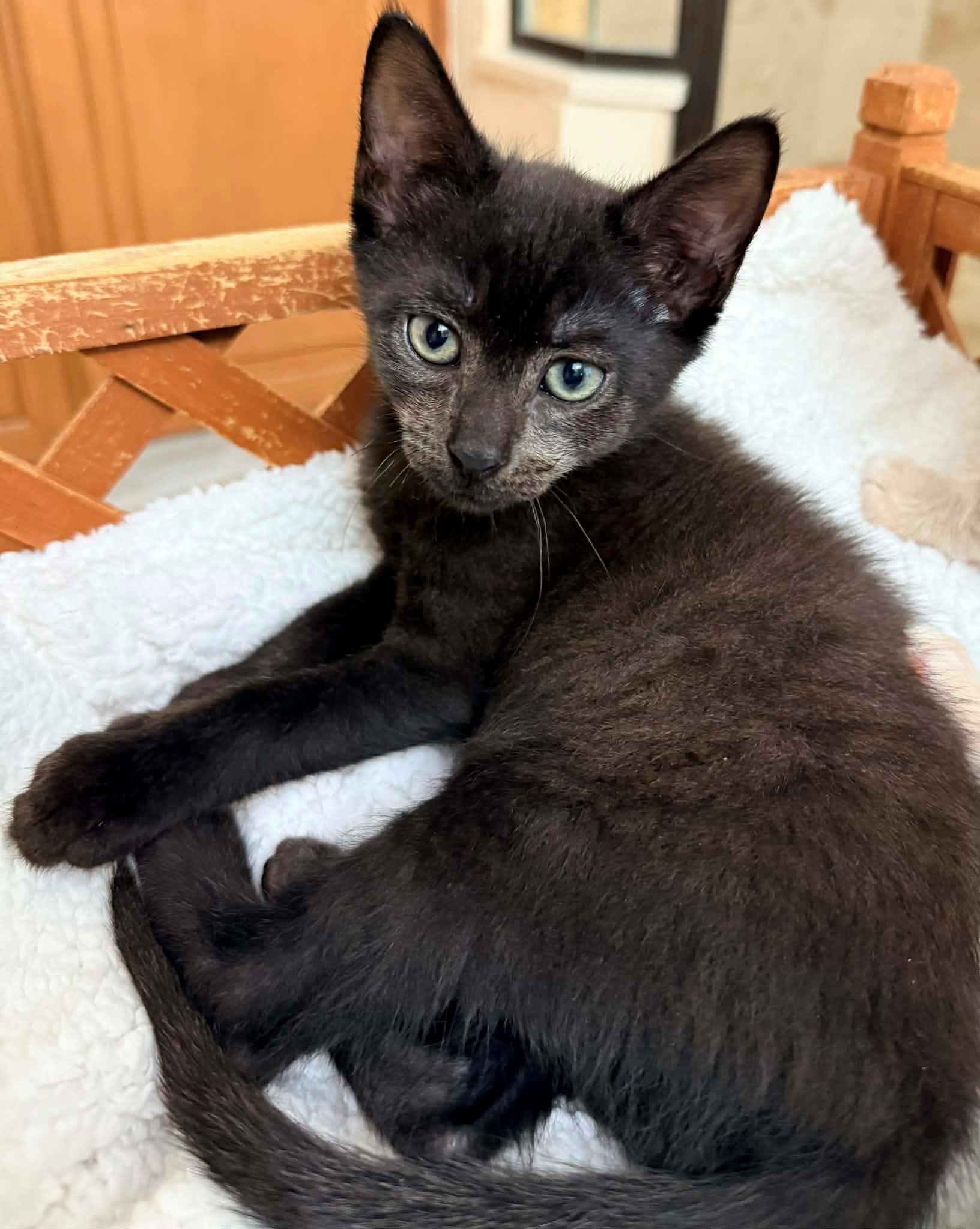 Enlarge Anchovy, a ADOPTABLE mixed breed in Lake Monroe, FL image 1/1