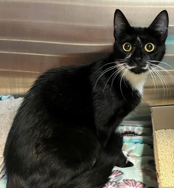 Enlarge Sable, a Adoptable mixed breed in Staten Island, NY image 2/2