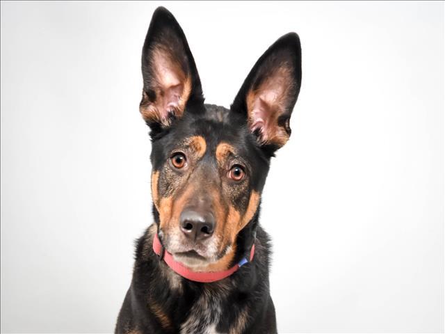 Enlarge ROSCOE, a Adoptable mixed breed in Loveland, CO image 1/1