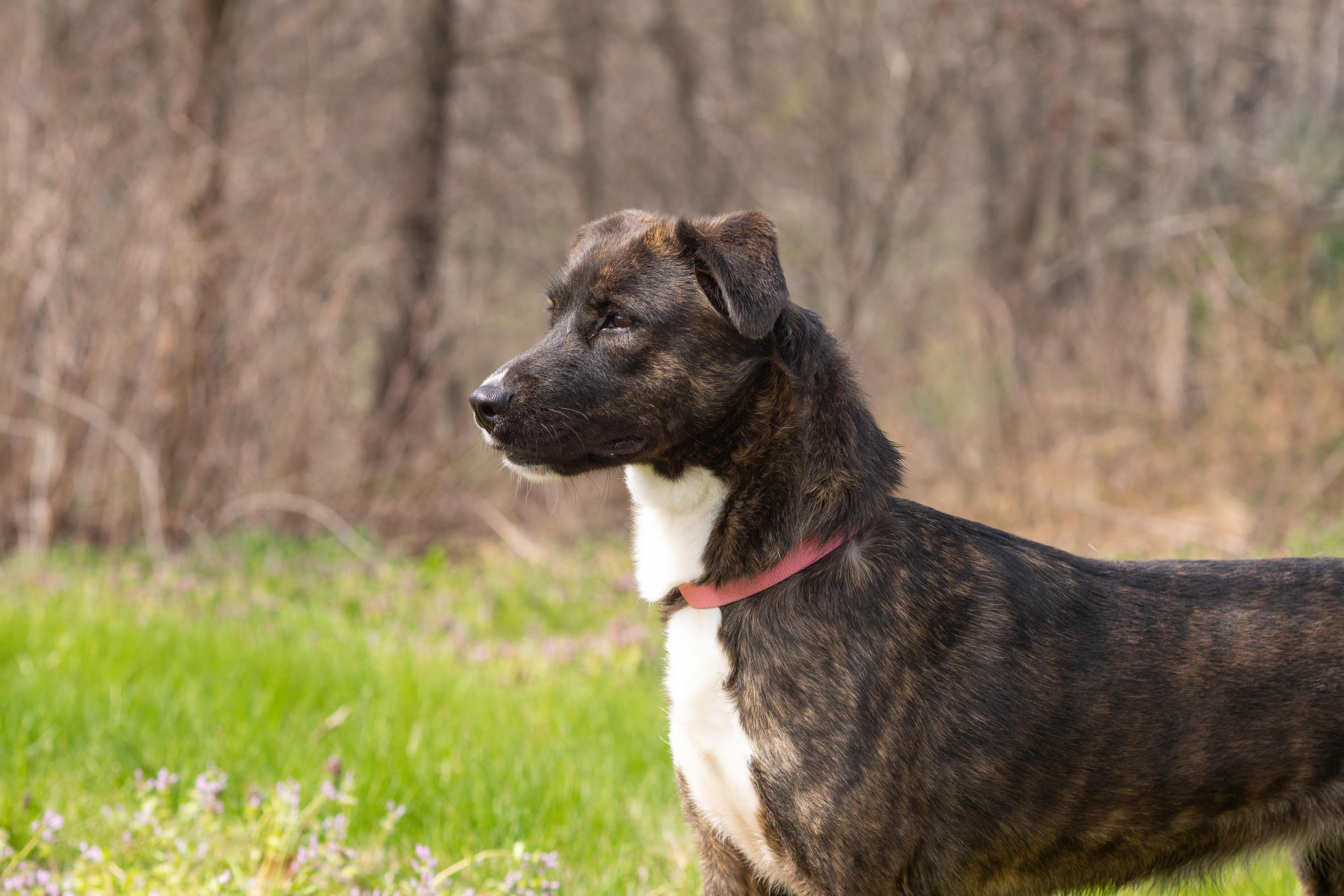 Enlarge Lilly , a ADOPTABLE mixed breed in Dixon, KY image 2/5