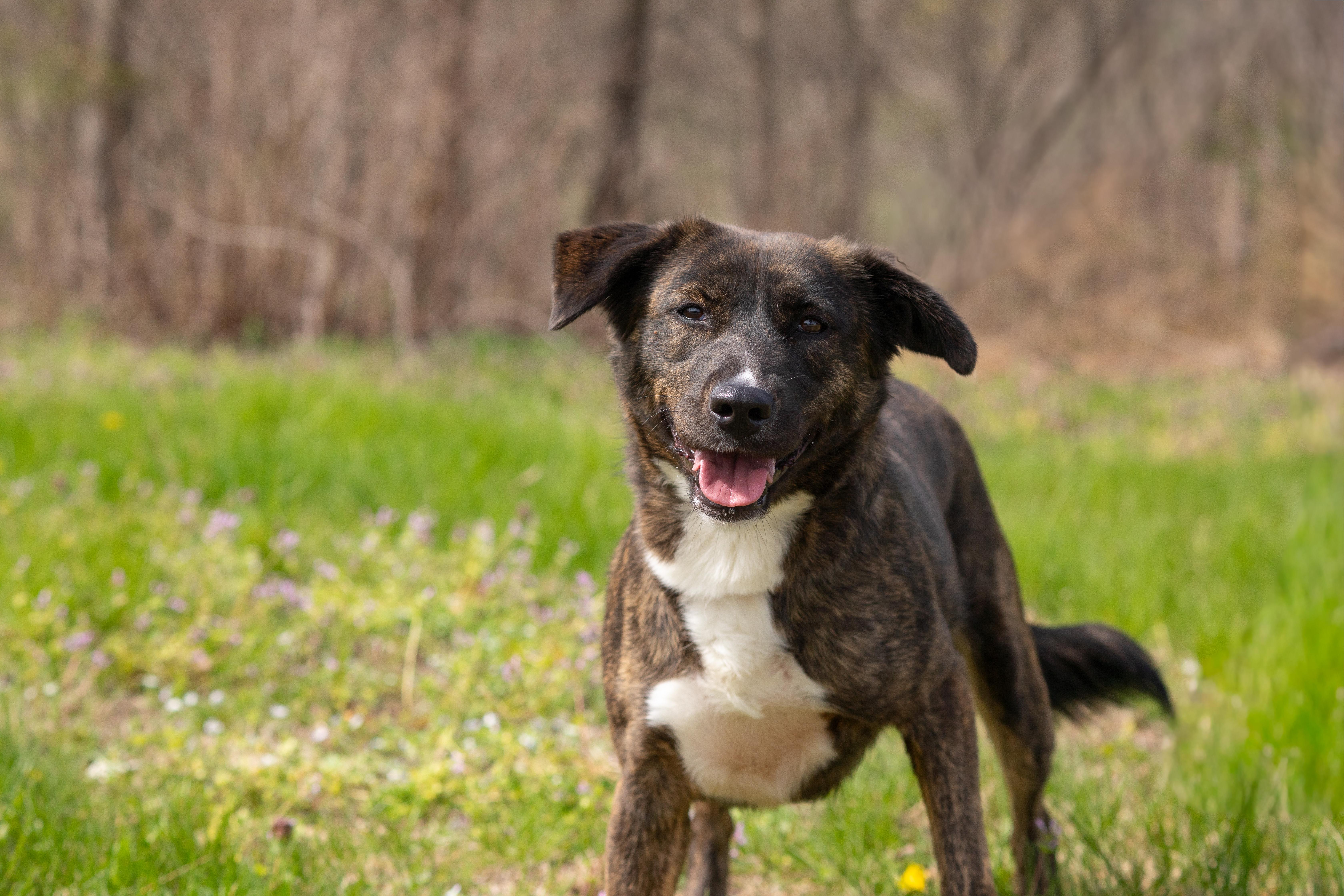 Enlarge Lilly , a ADOPTABLE mixed breed in Dixon, KY image 5/5
