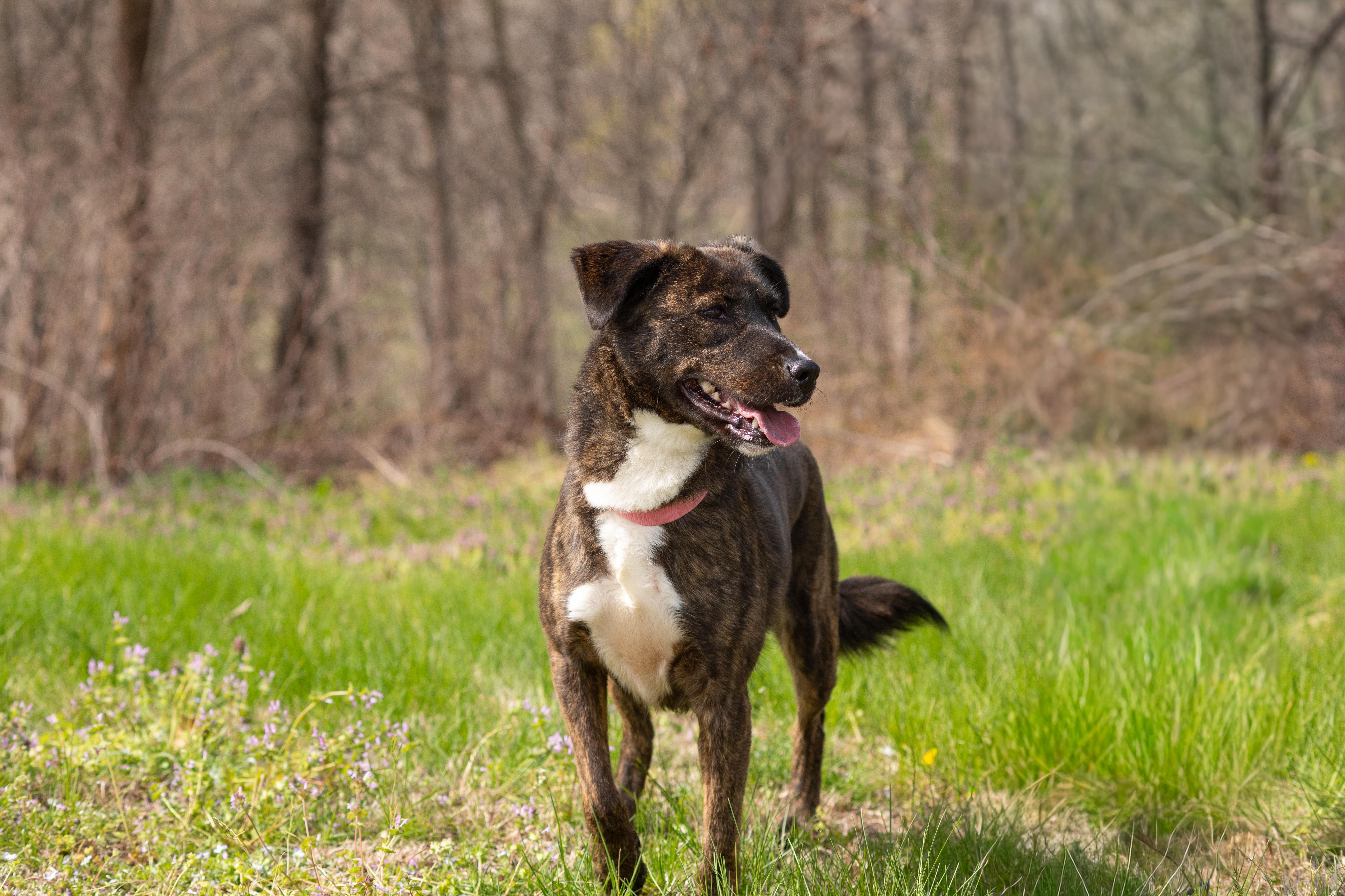 Enlarge Lilly , a ADOPTABLE mixed breed in Dixon, KY image 3/5