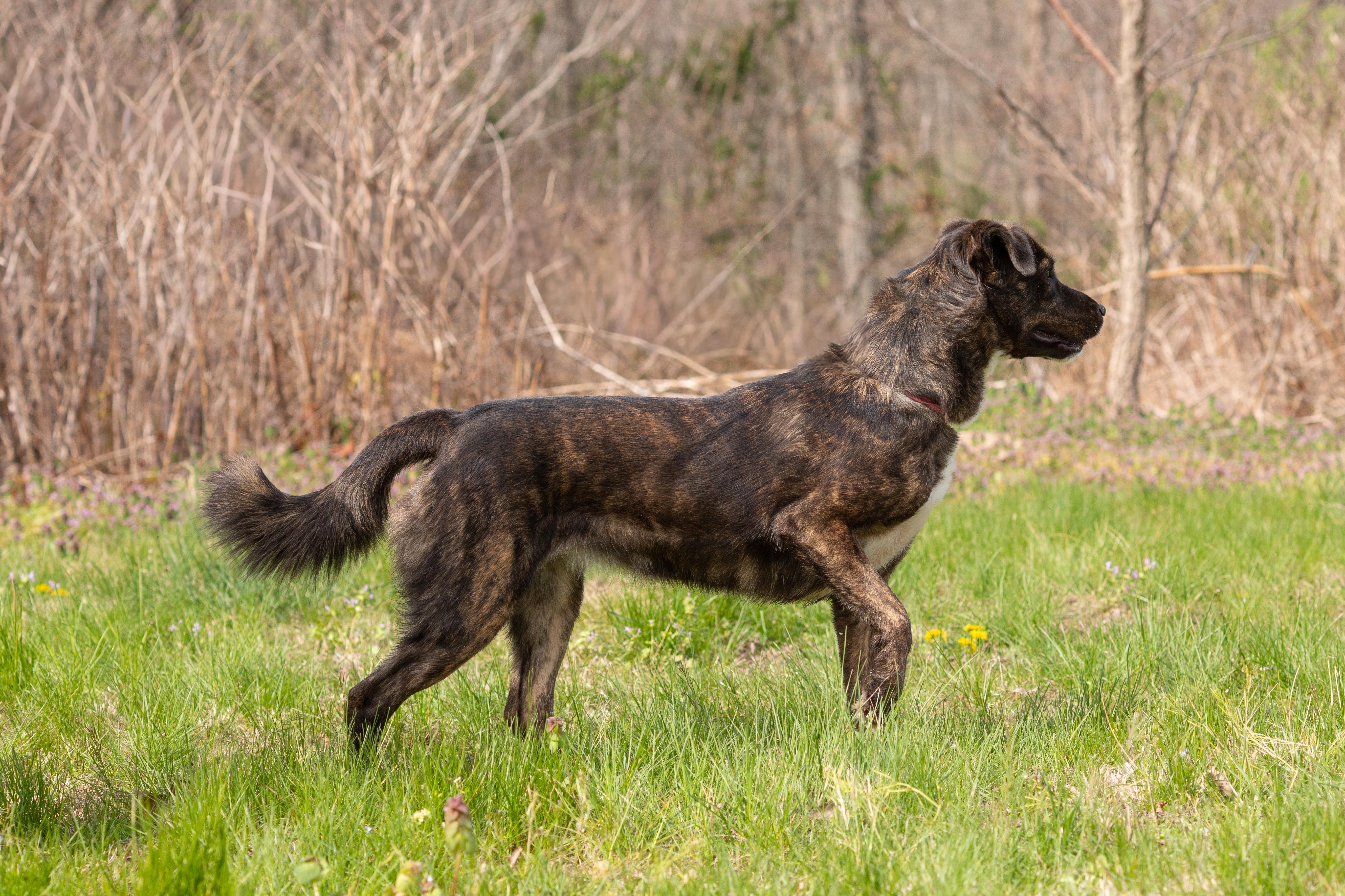 Lilly , ADOPTABLE, Adult Female Australian Shepherd.
