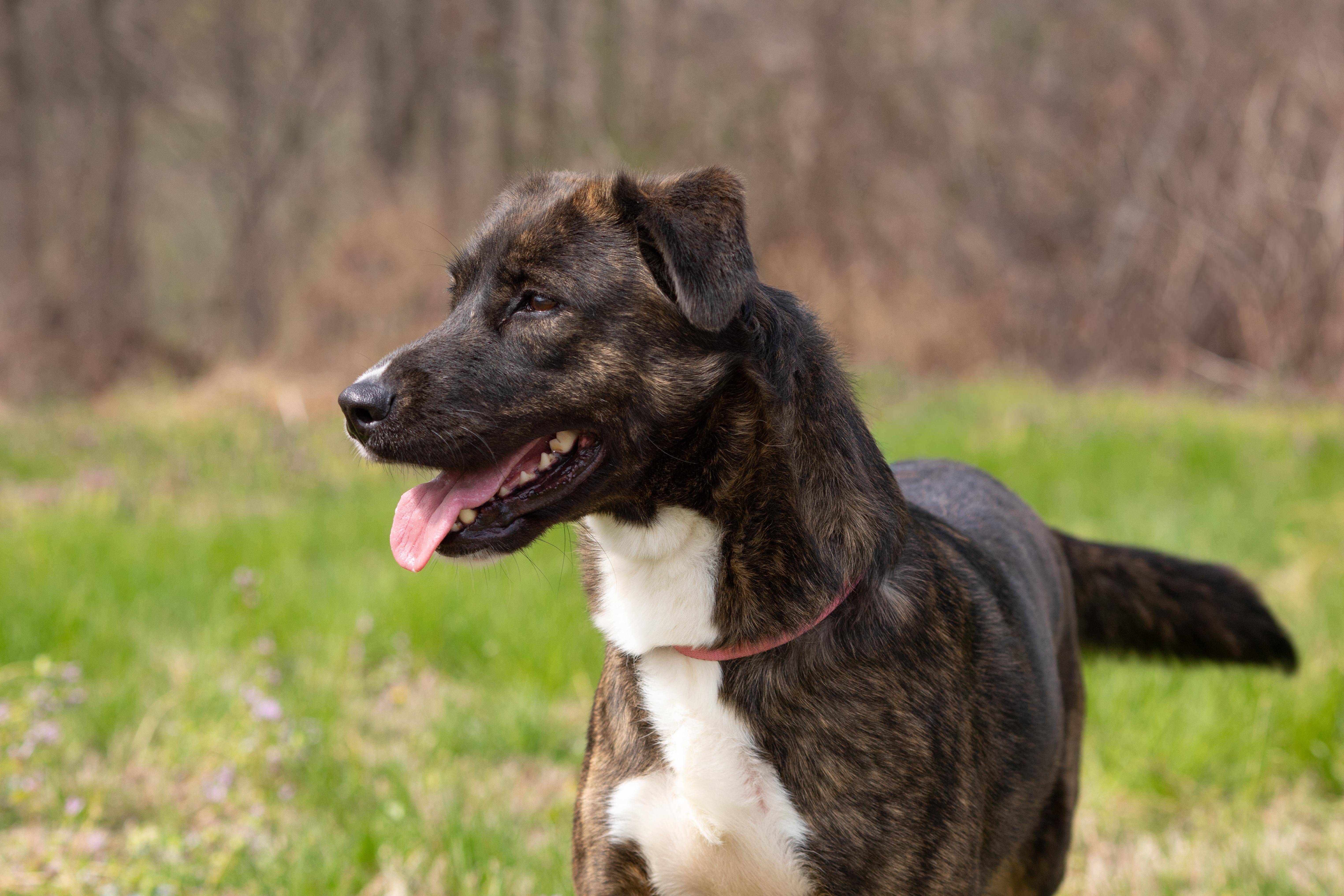 Enlarge Lilly , a ADOPTABLE mixed breed in Dixon, KY image 4/5
