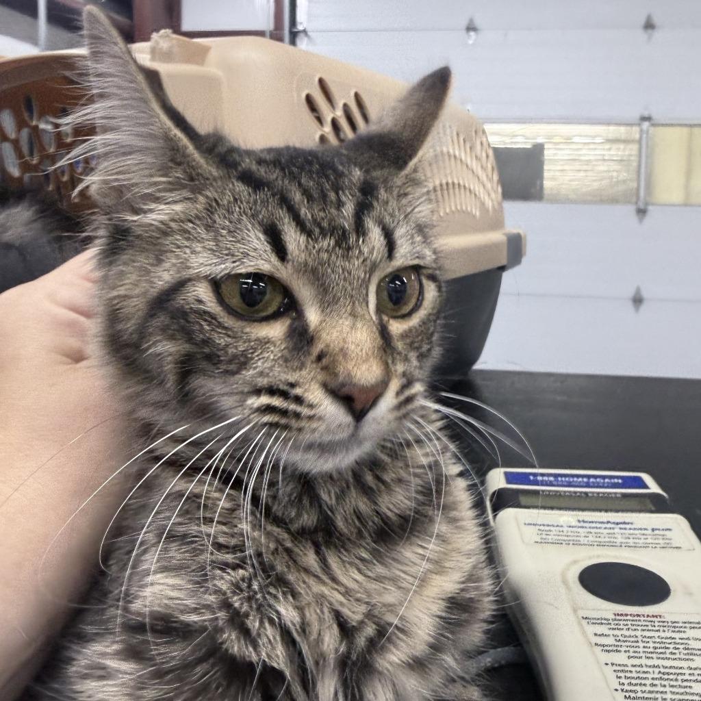 Enlarge Indie, a Adoptable Domestic Medium Hair in Springfield, GA image 1/1