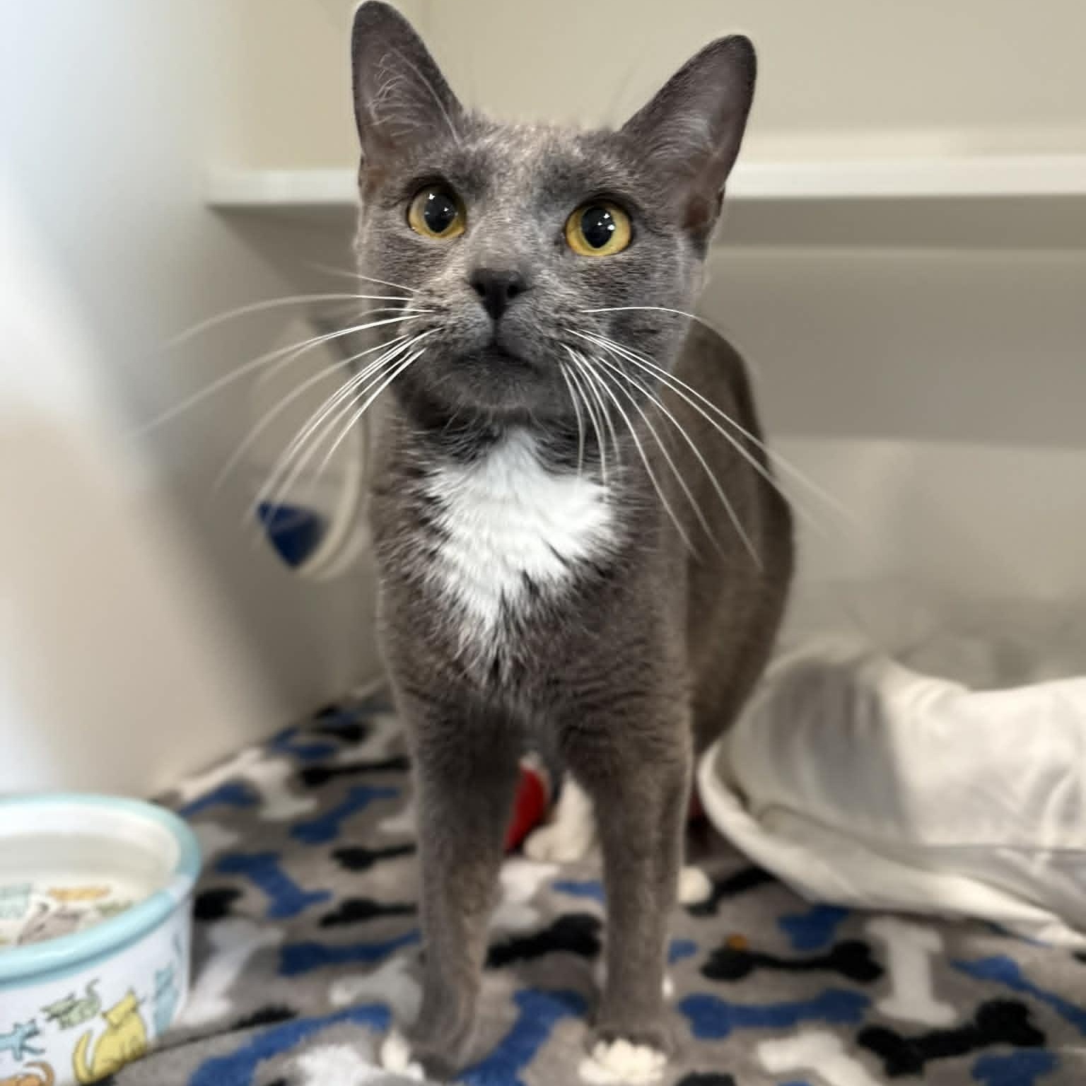 Enlarge Henrietta, a ADOPTABLE mixed breed in Penn Yan, NY image 2/3