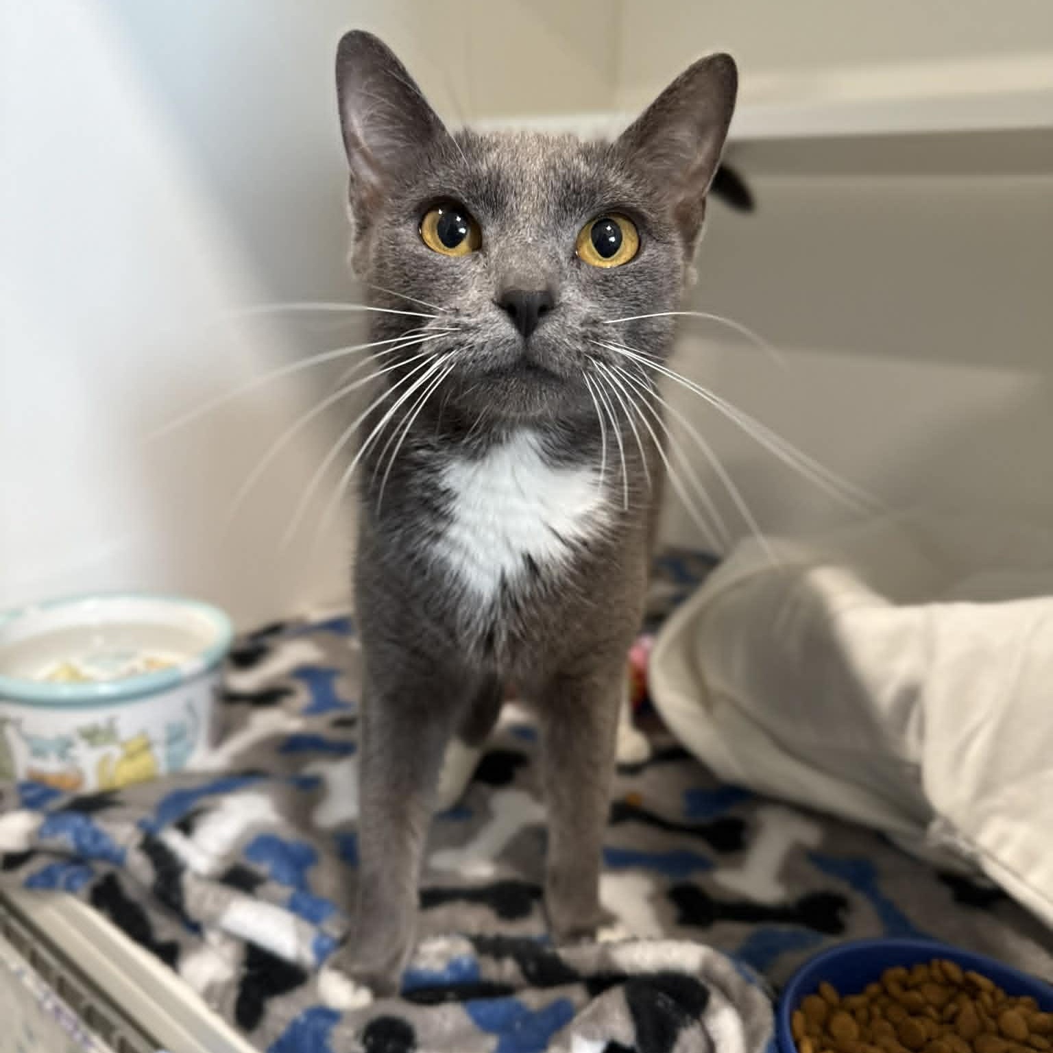Henrietta, ADOPTABLE, Young Female Domestic Short Hair.