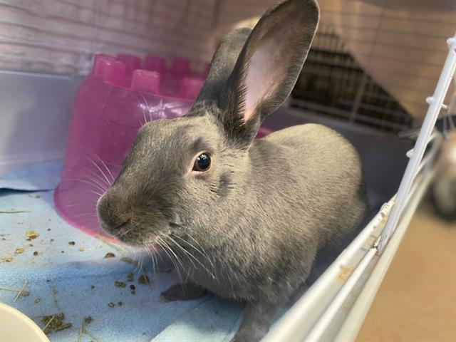 Enlarge SQUEAKS, a Adoptable Bunny Rabbit in Fort Wayne, IN image 1/1