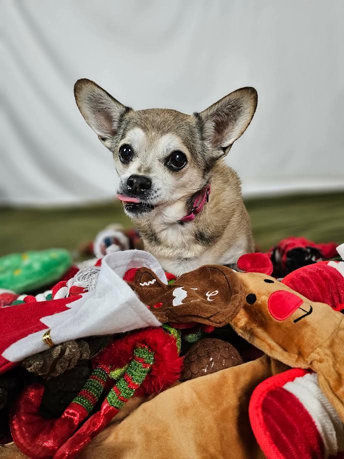 Enlarge Sandy, a Adoptable Chug in New River, AZ image 6/6