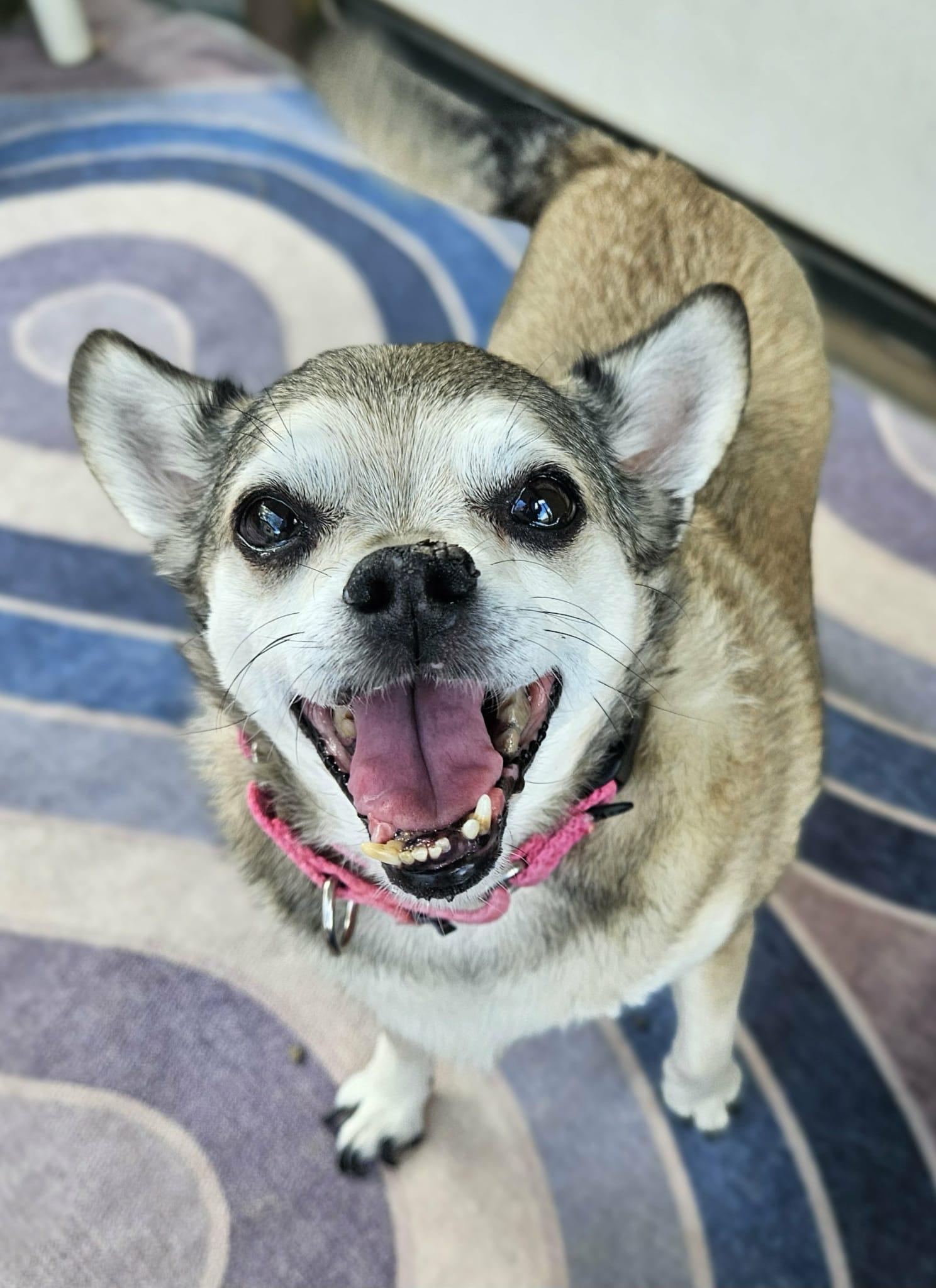Sandy, Adoptable, Senior Female Chihuahua.