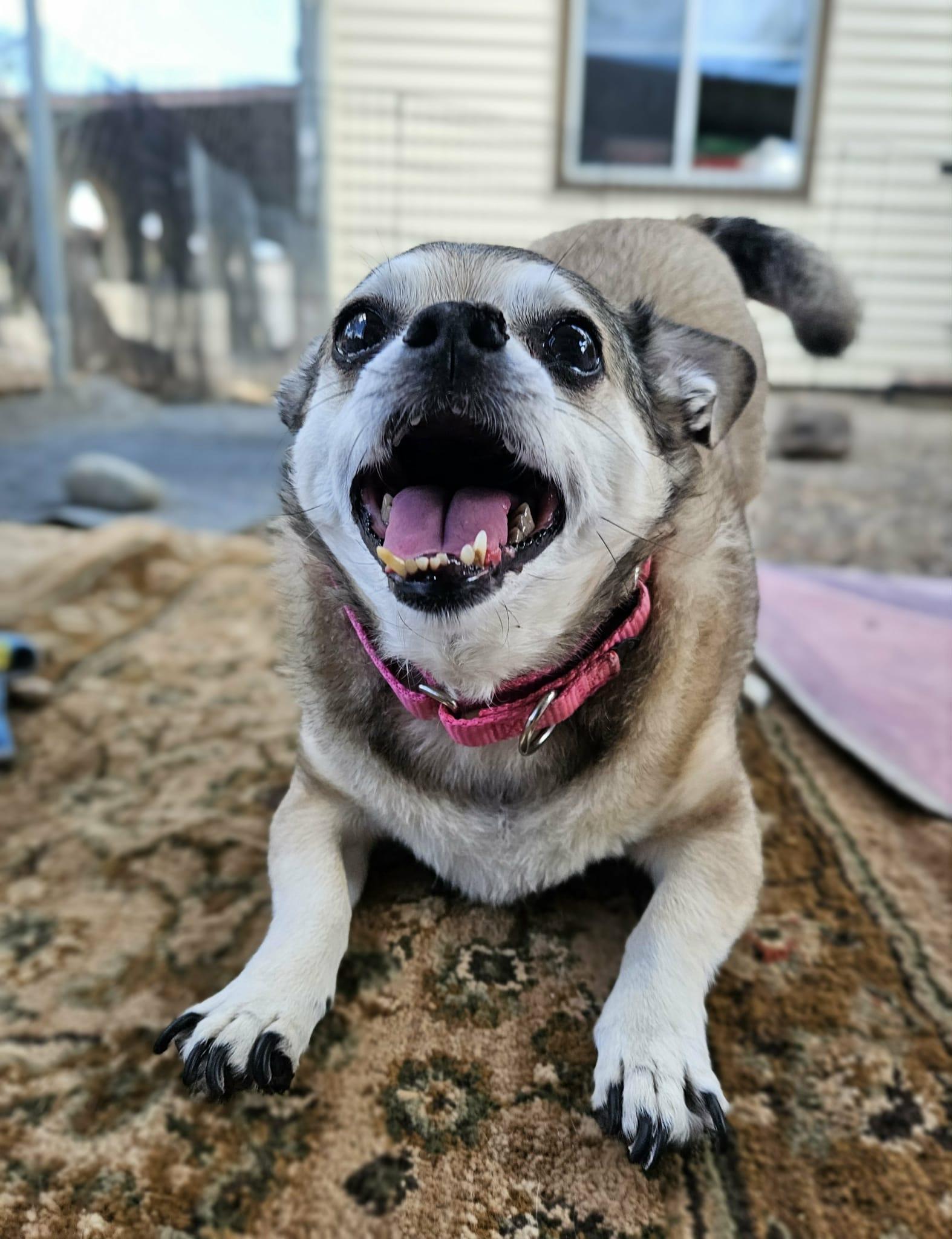 Enlarge Sandy, a Adoptable Chihuahua in New River, AZ image 2/4