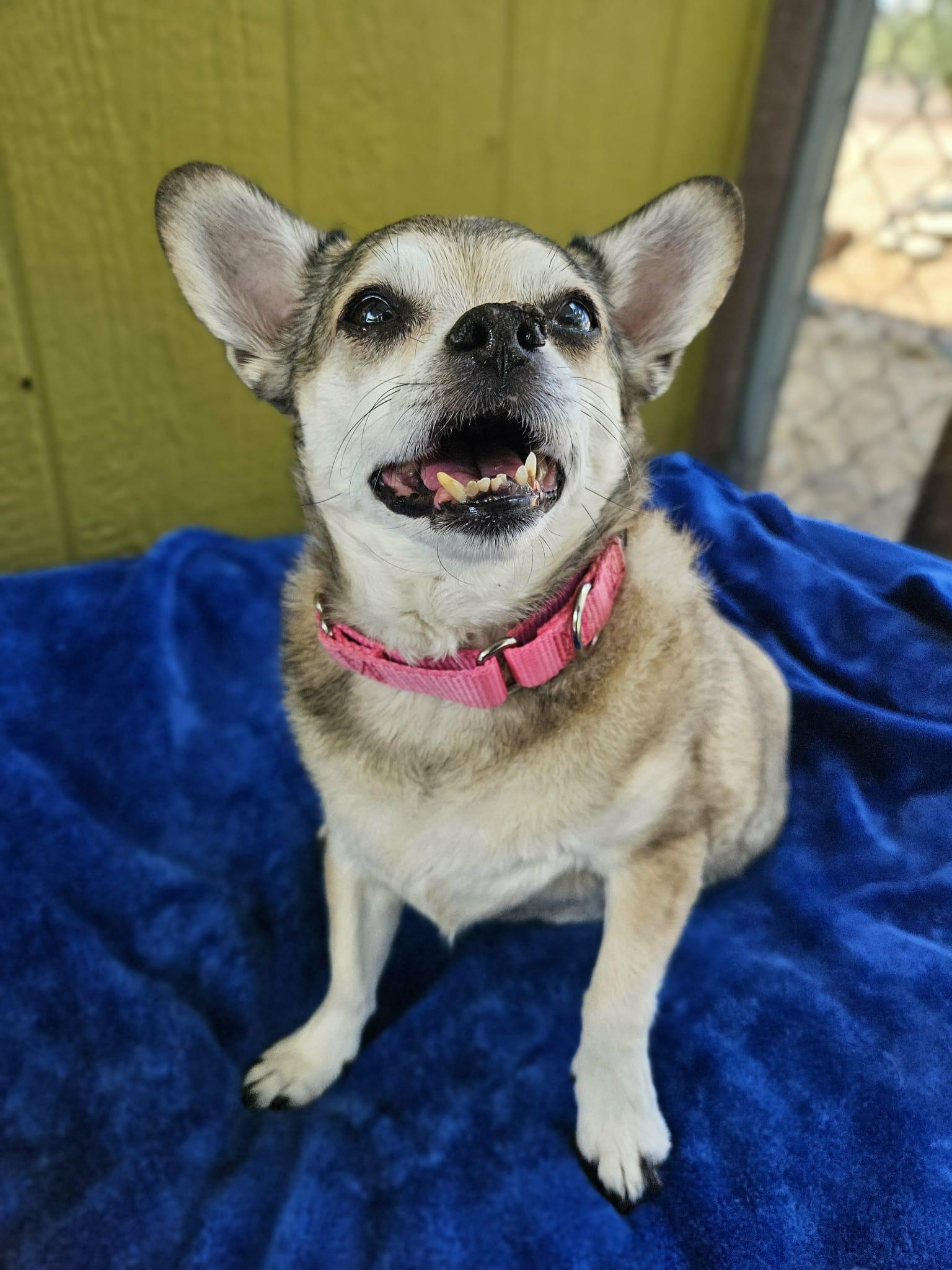 Enlarge Sandy, a Adoptable Chihuahua in New River, AZ image 3/4