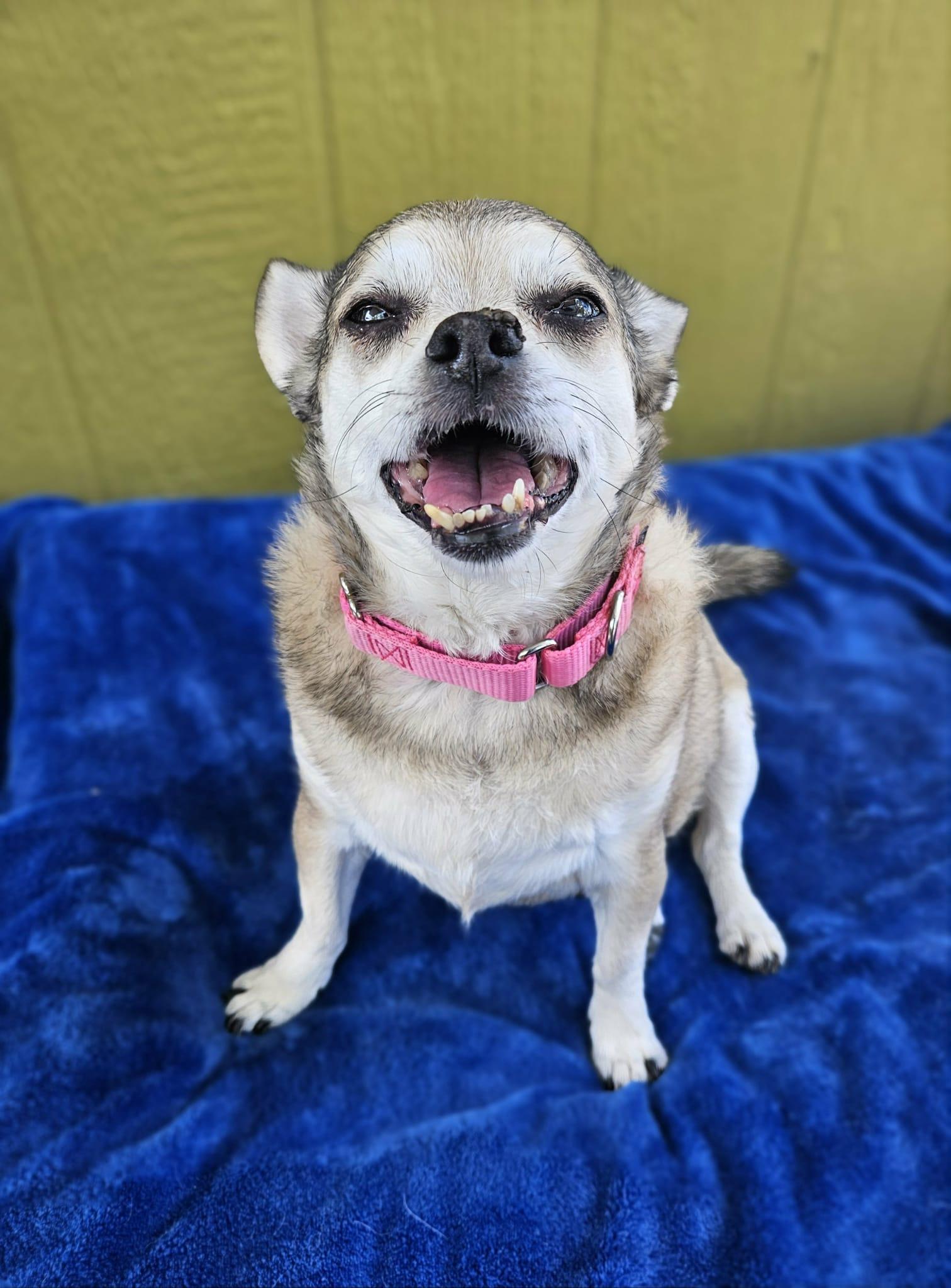 Enlarge Sandy, a Adoptable Chihuahua in New River, AZ image 4/4