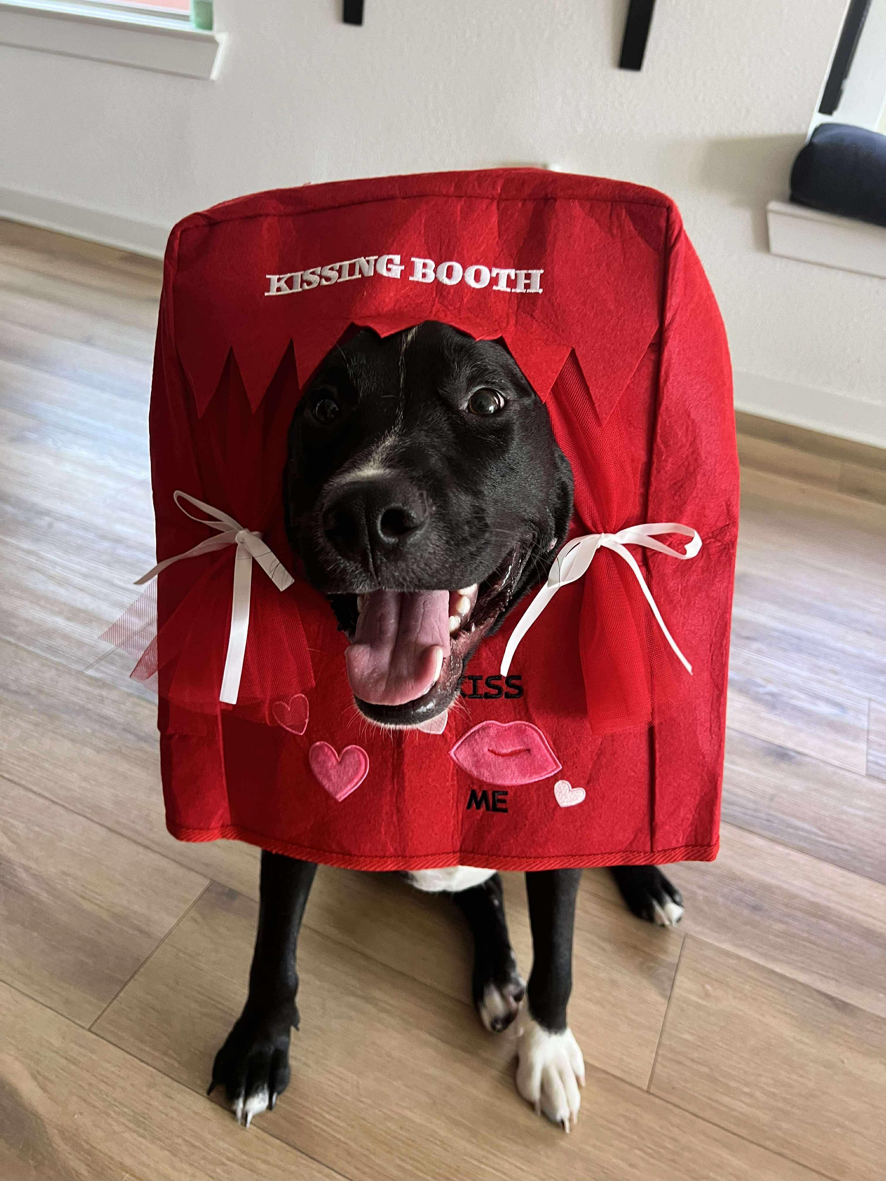 Junior, a Adoptable mixed breed in Forney, TX image 4/5