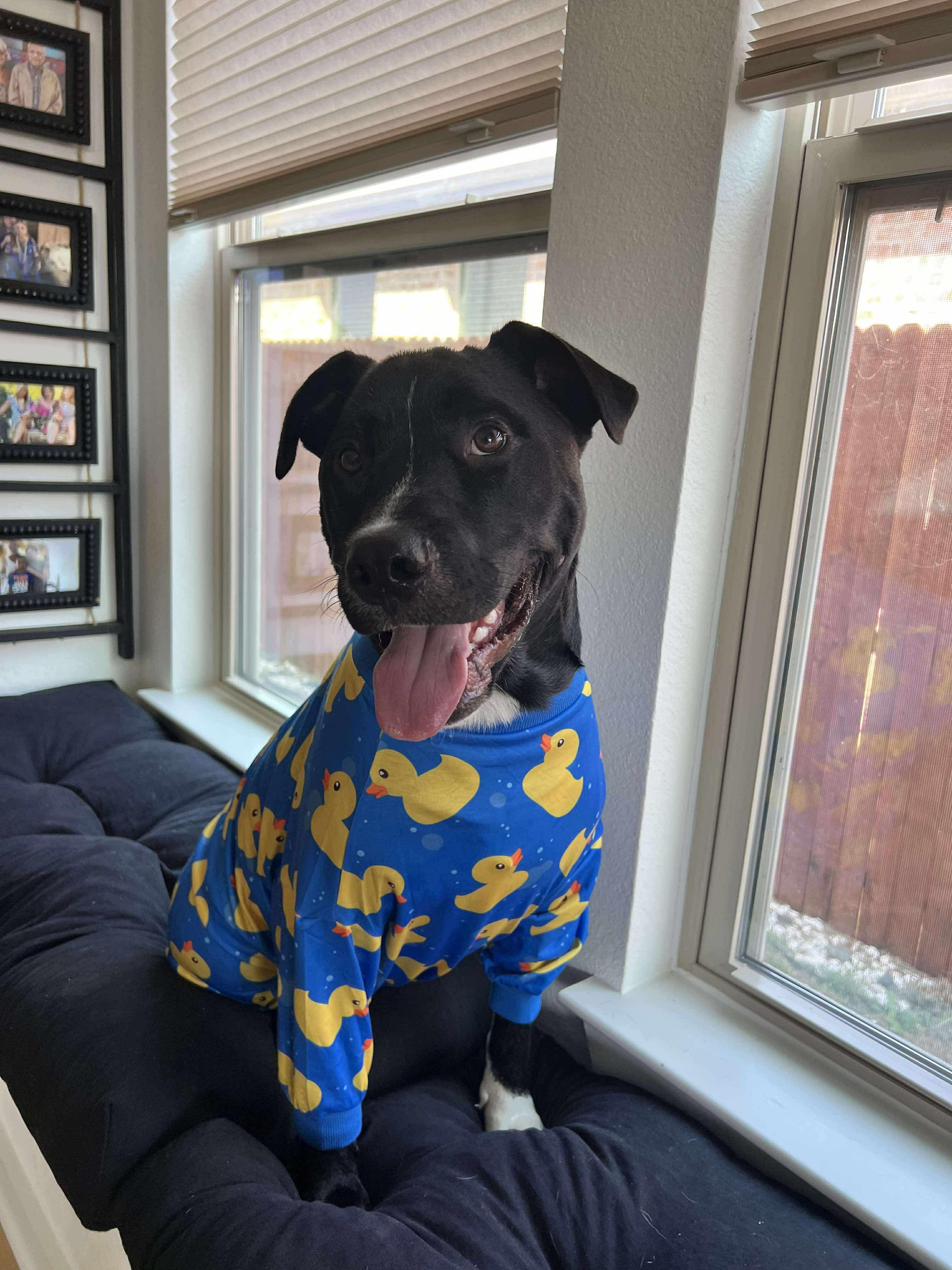 Junior, a Adoptable mixed breed in Forney, TX image 5/5