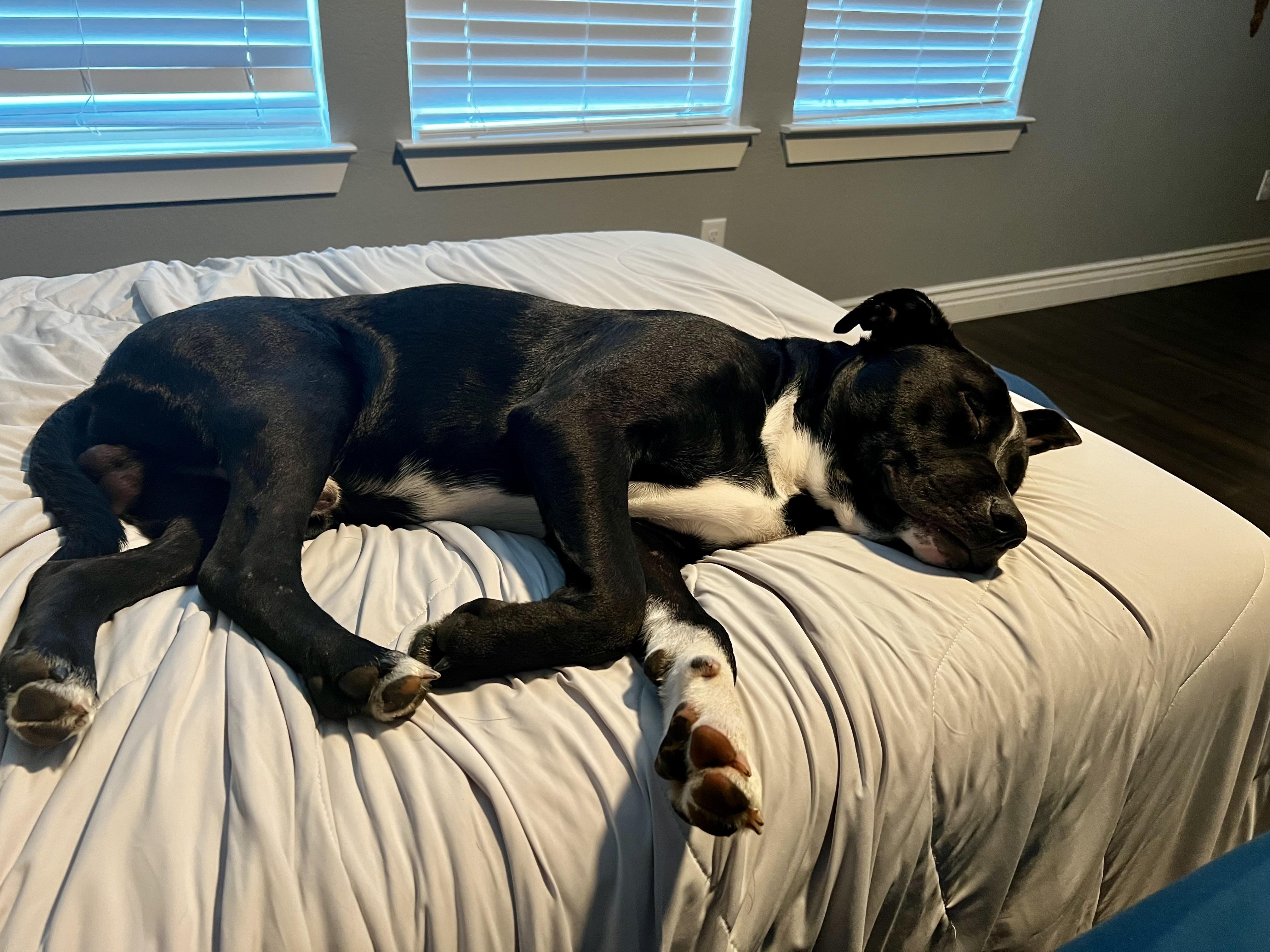 Junior, a Adoptable mixed breed in Forney, TX image 2/5