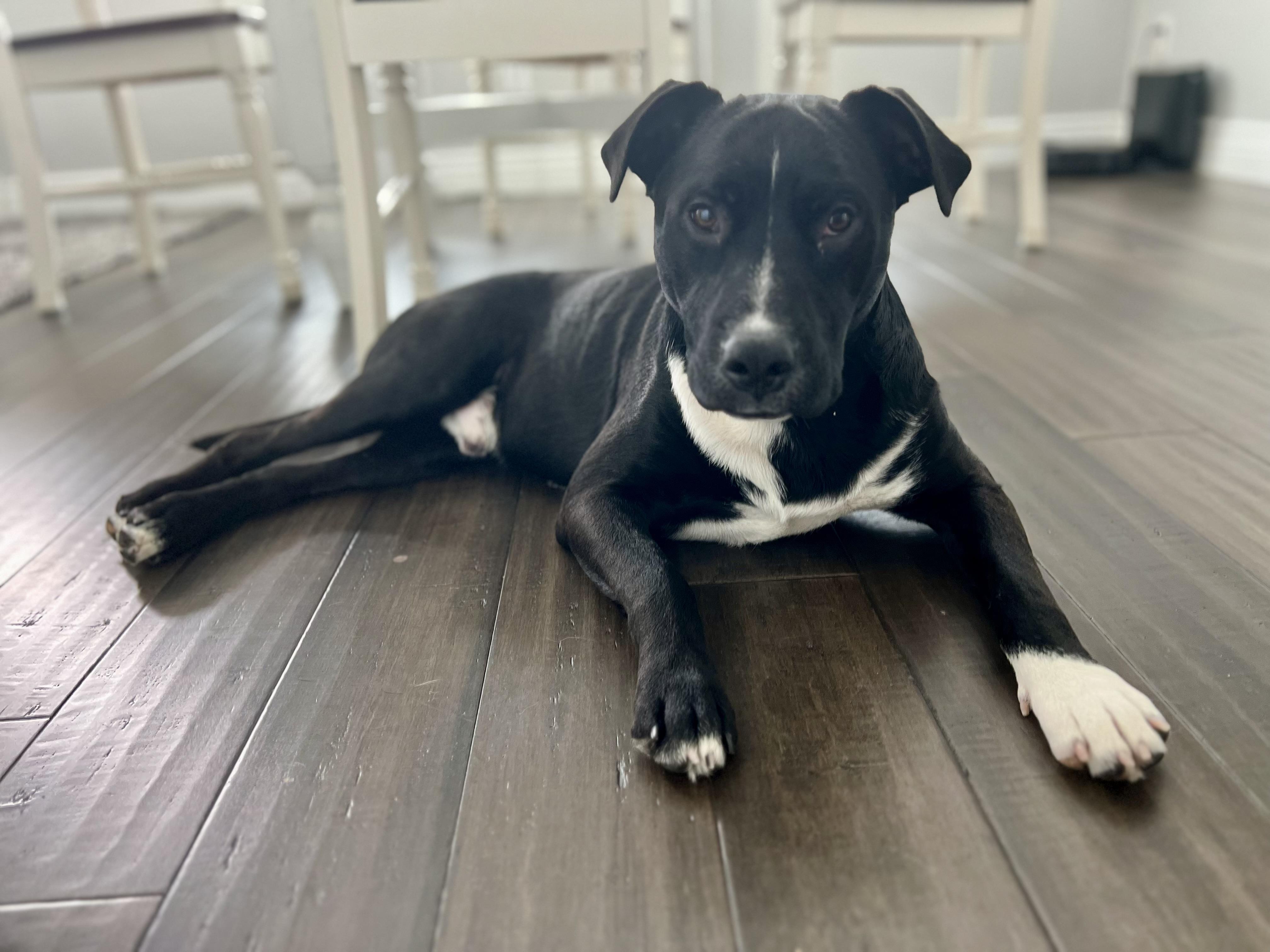 Junior, Young Male Black Labrador Retriever