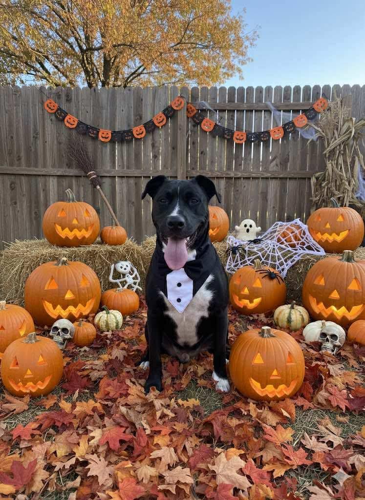 Junior, Adoptable, Young Male Black Labrador Retriever & American Staffordshire Terrier.
