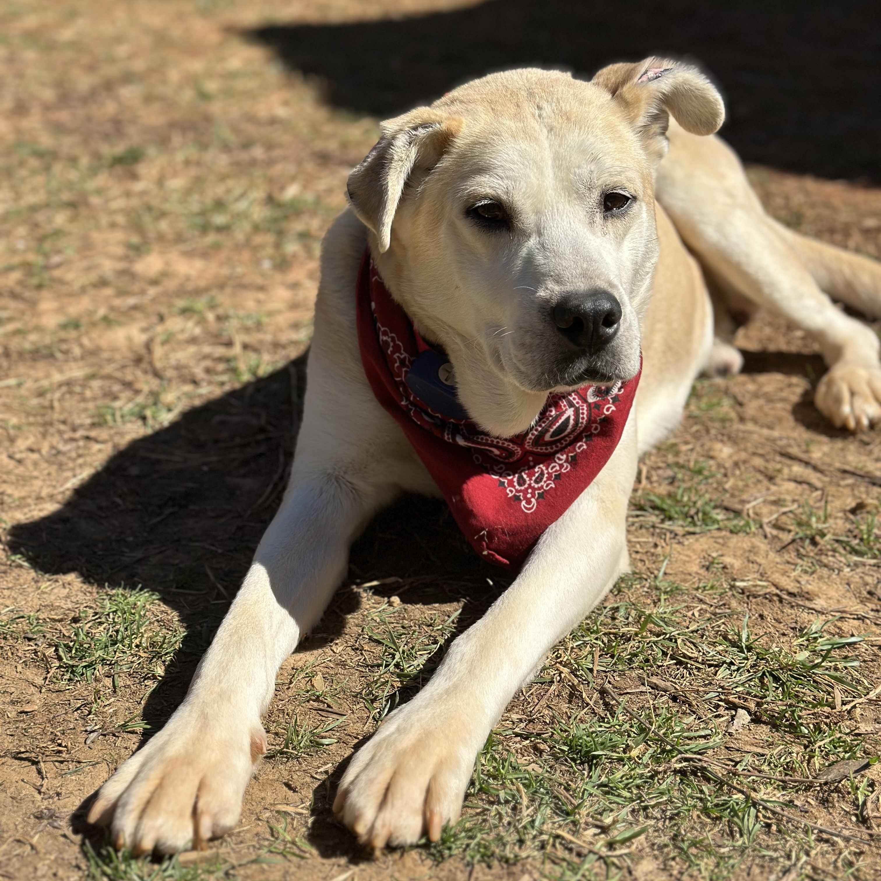 Enlarge Oattie, a Adopted mixed breed in Catawba, NC image 2/5