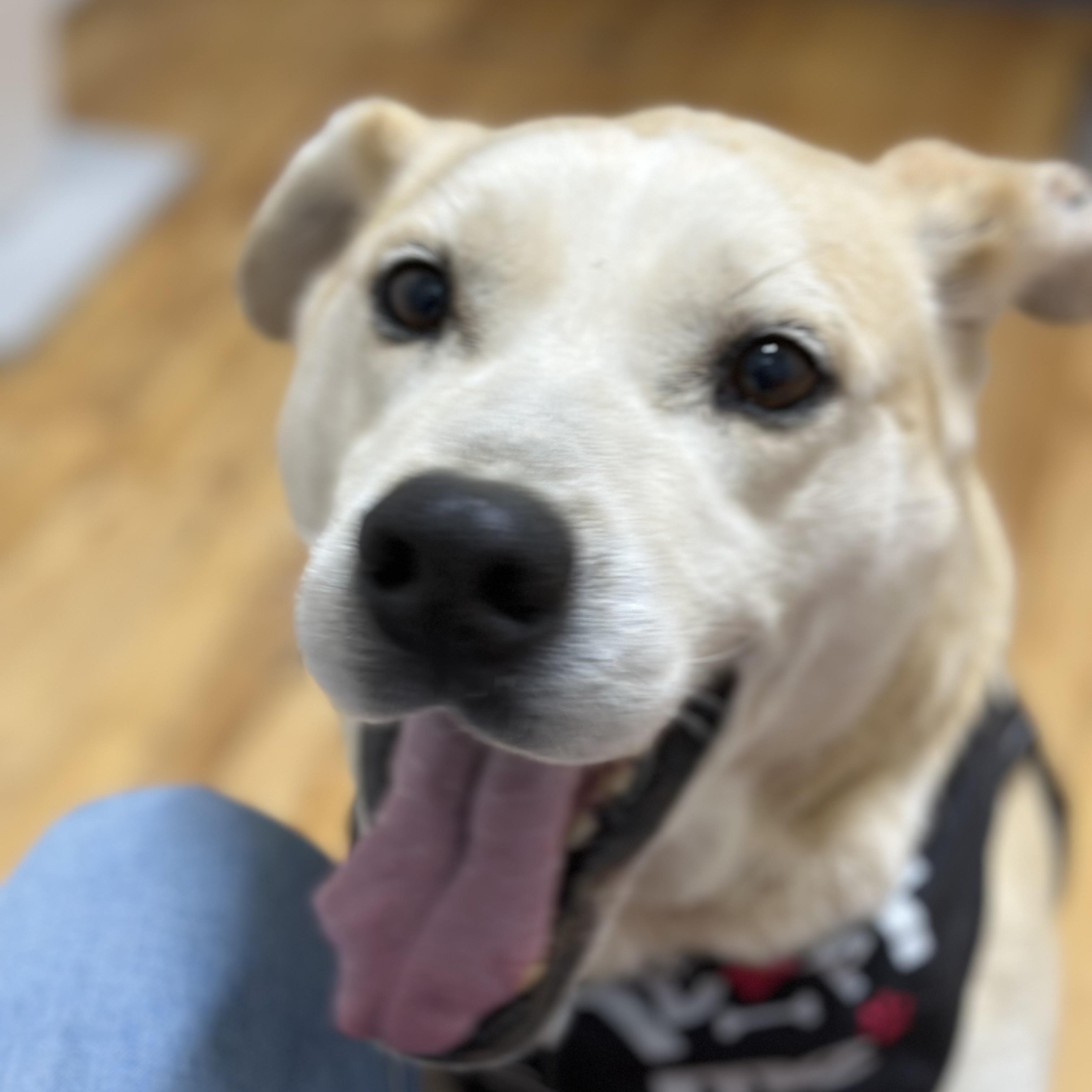 Enlarge Oattie, a Adopted mixed breed in Catawba, NC image 1/5