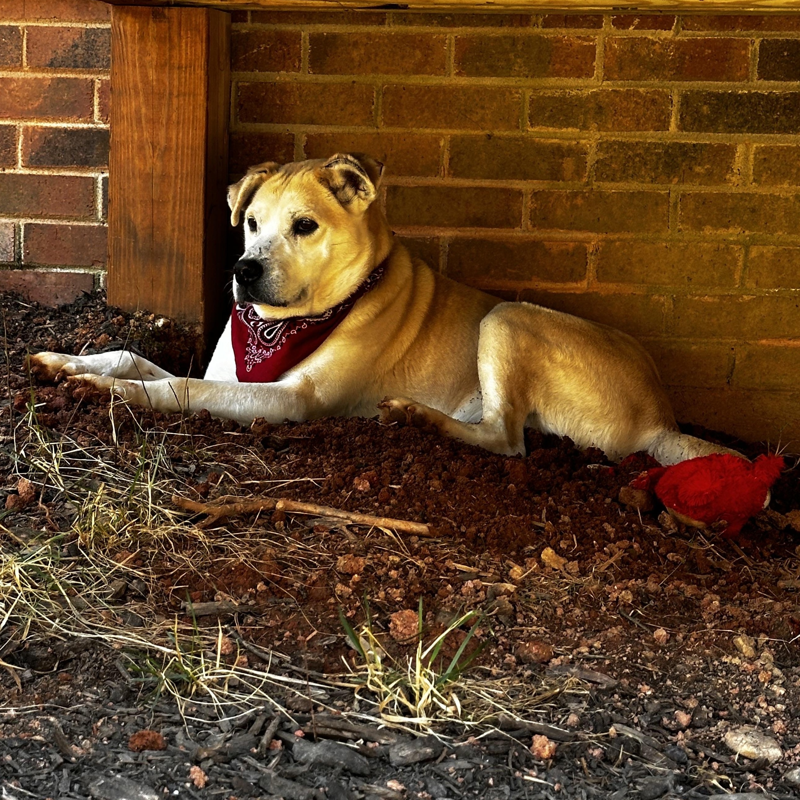 Enlarge Oattie, a Adopted mixed breed in Catawba, NC image 3/5