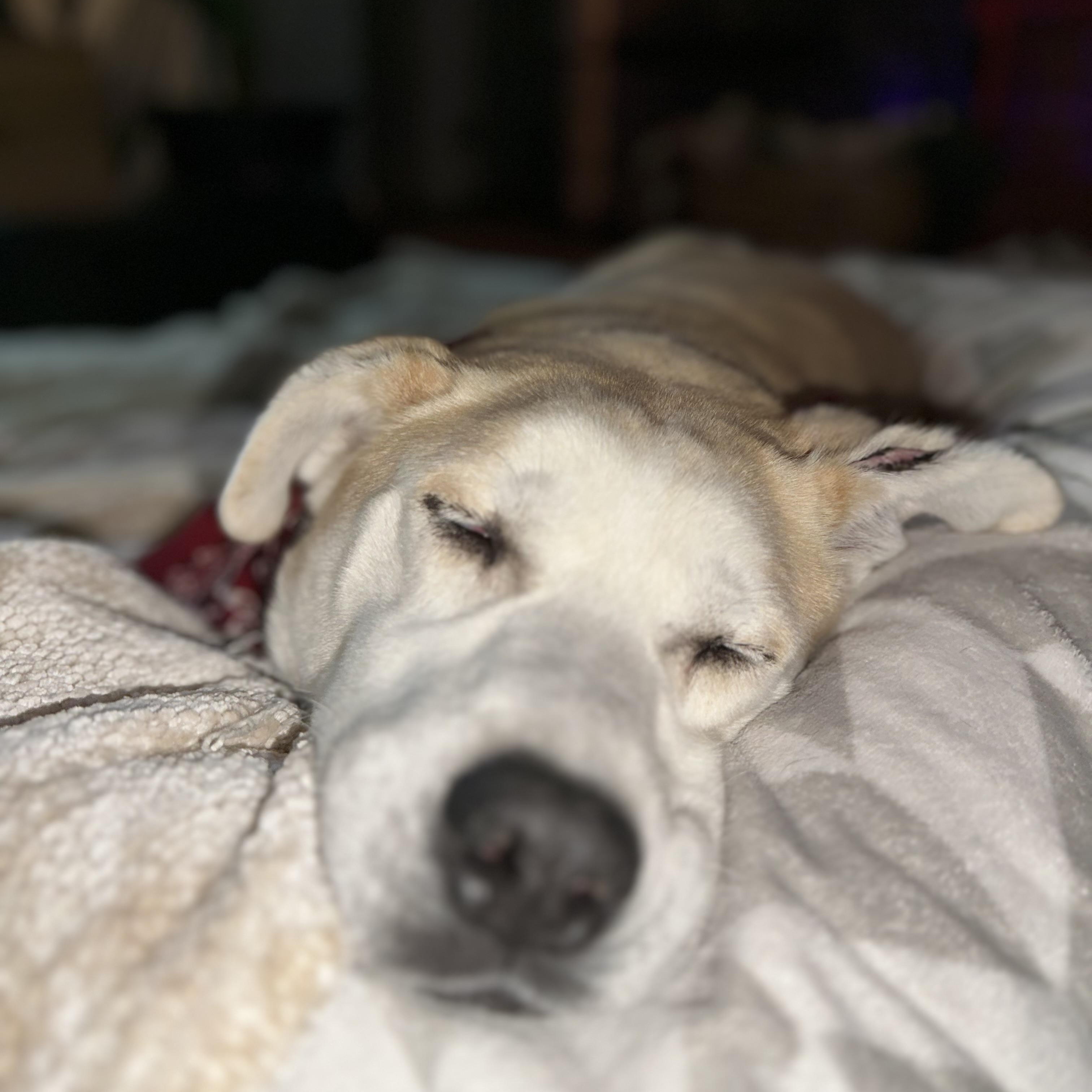 Enlarge Oattie, a Adopted mixed breed in Catawba, NC image 4/5