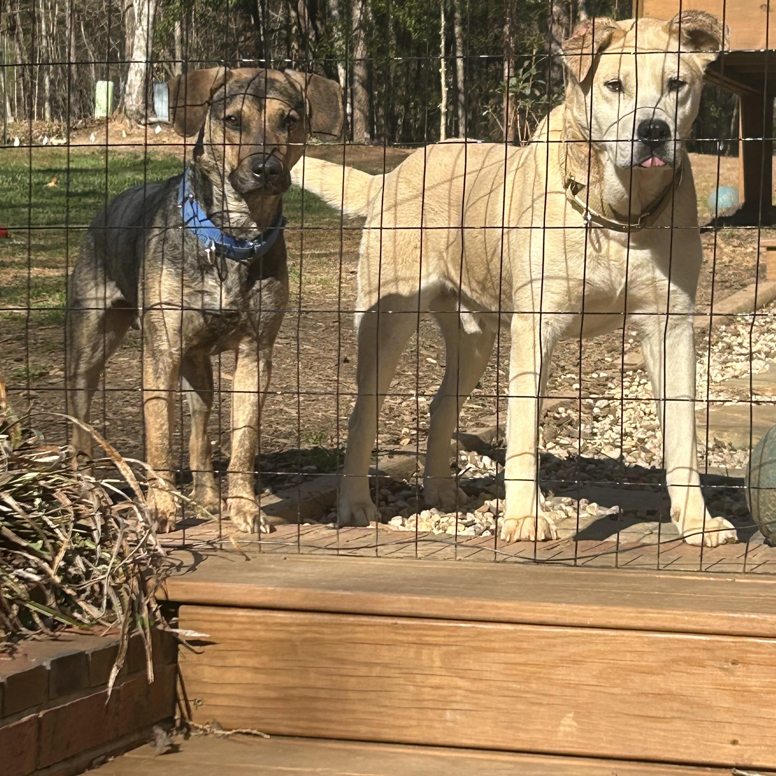Enlarge Oattie, a Adopted mixed breed in Catawba, NC image 5/5
