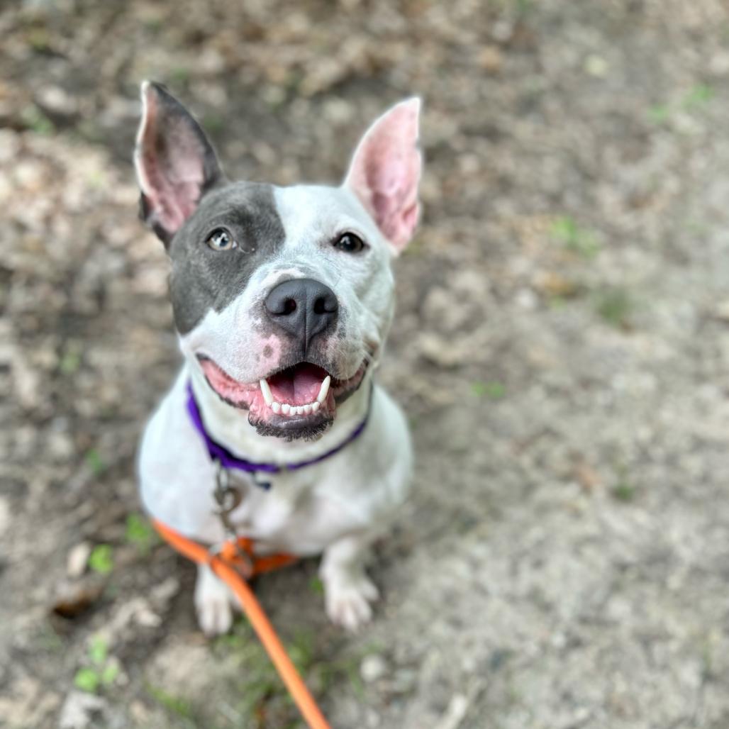 Kipper, a Adoptable American Staffordshire Terrier in Grand Rapids, MI image 1/3