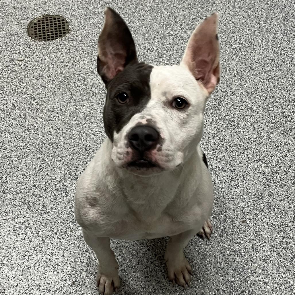 Kipper, a Adoptable American Staffordshire Terrier in Grand Rapids, MI image 2/3