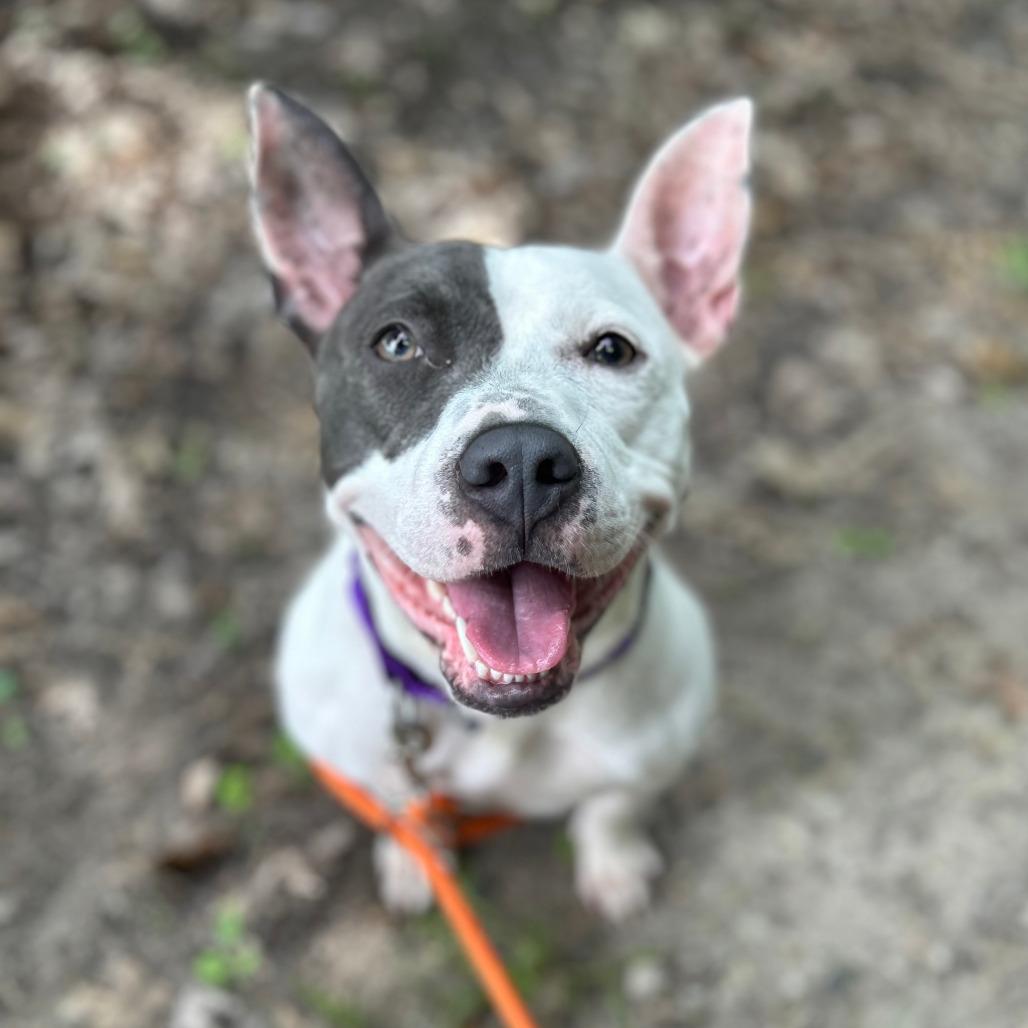 Kipper, a Adoptable American Staffordshire Terrier in Grand Rapids, MI image 3/3