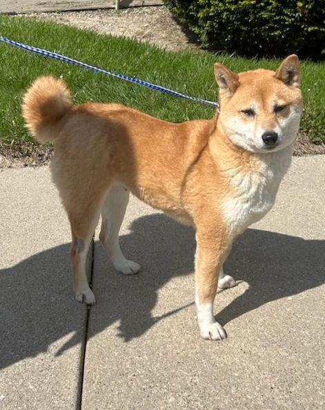 Enlarge AKI (ohiosdrescue@gmail.com), a ADOPTABLE Shiba Inu in Elyria, OH image 3/3