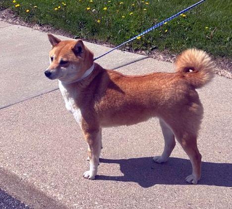 Enlarge AKI (ohiosdrescue@gmail.com), a ADOPTABLE Shiba Inu in Elyria, OH image 2/3