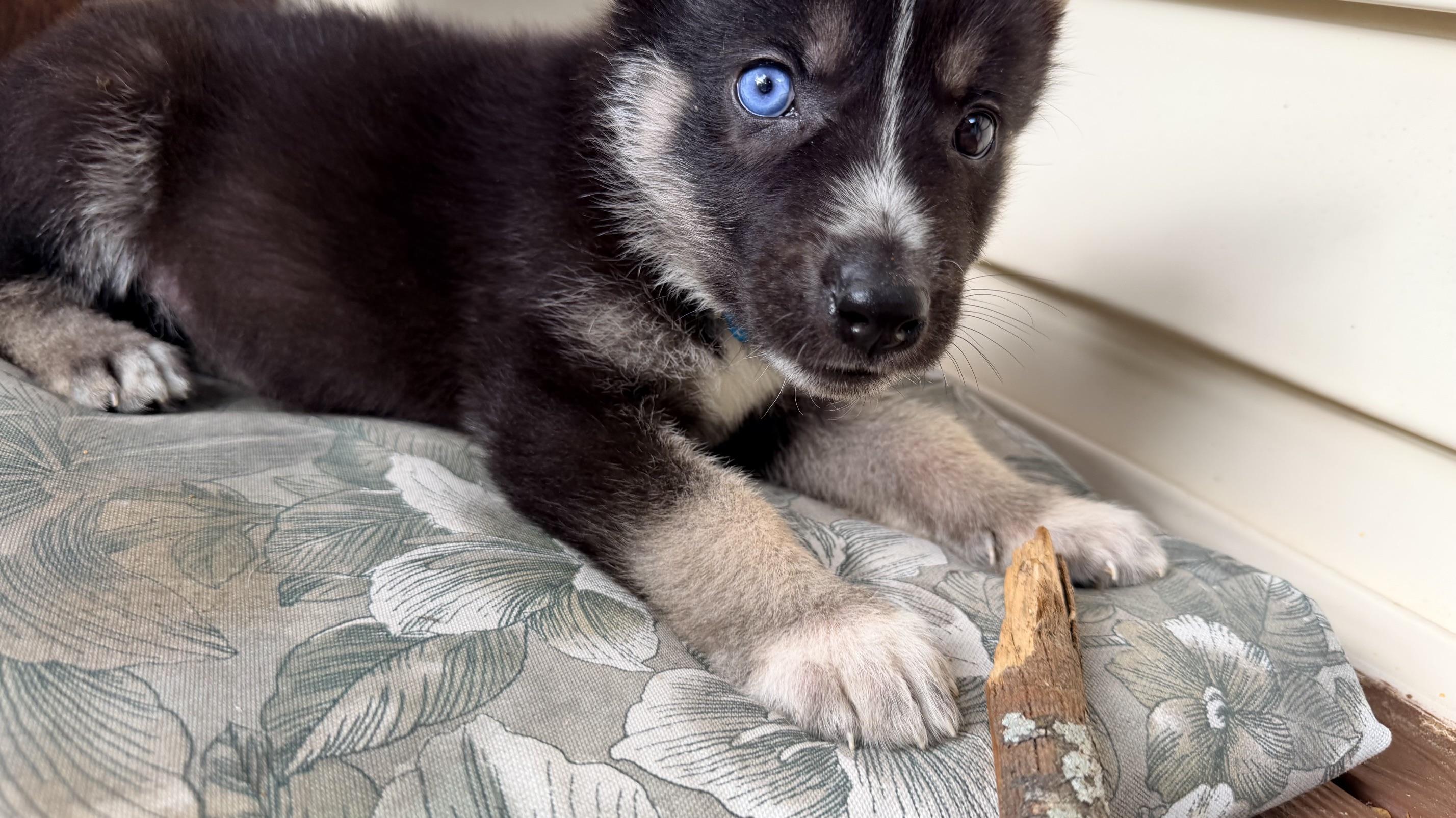 Baloo, a ADOPTABLE mixed breed in Richmond, VA image 6/6