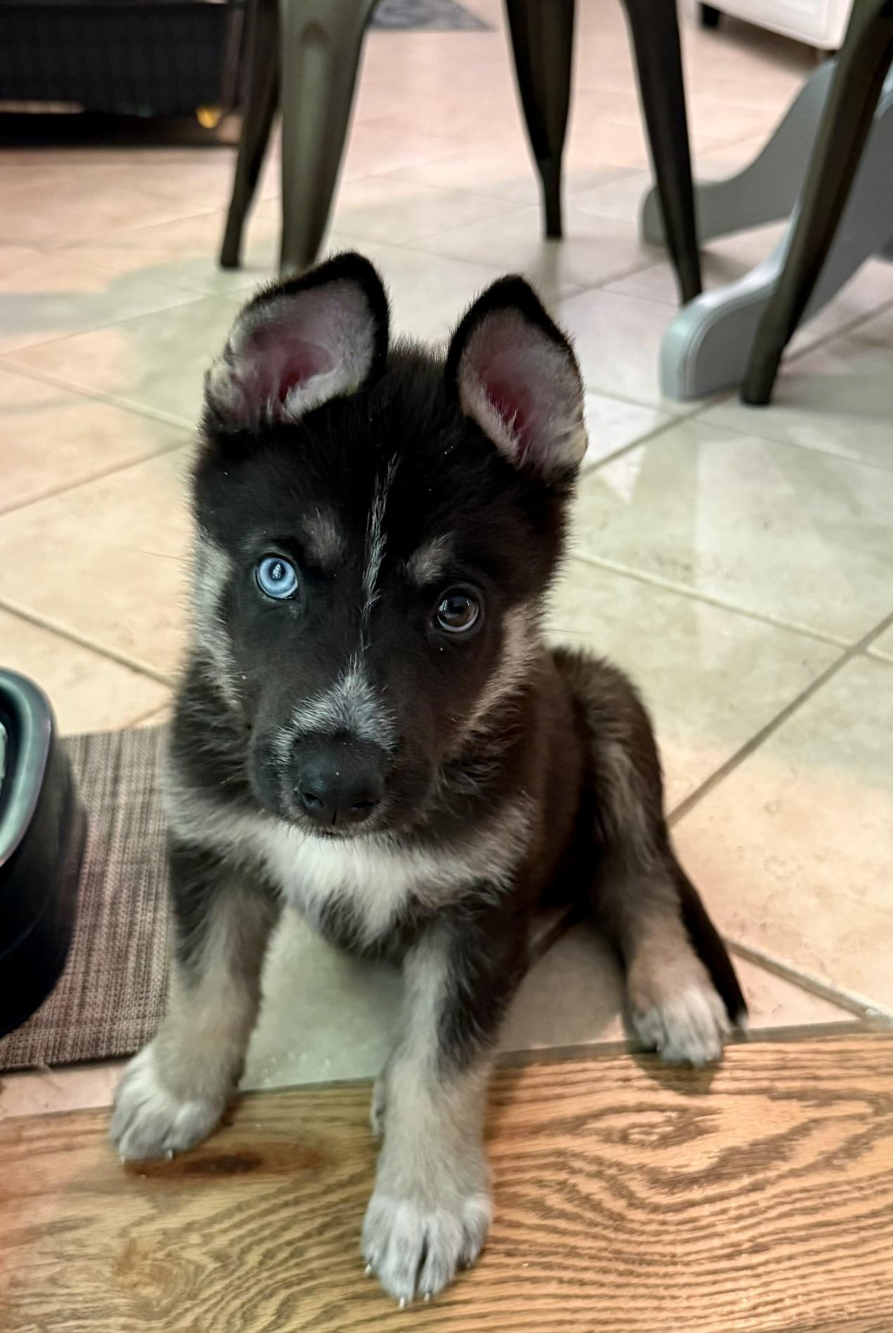Baloo, ADOPTABLE, Puppy Male Shepherd.