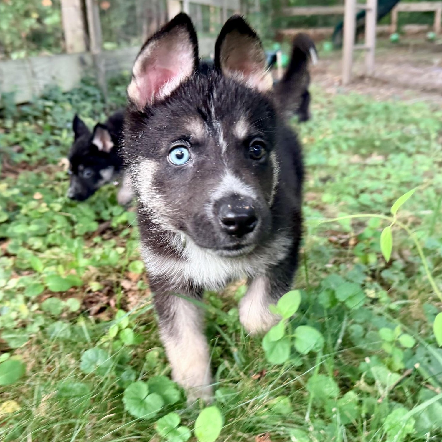 Baloo, a ADOPTABLE mixed breed in Richmond, VA image 2/6