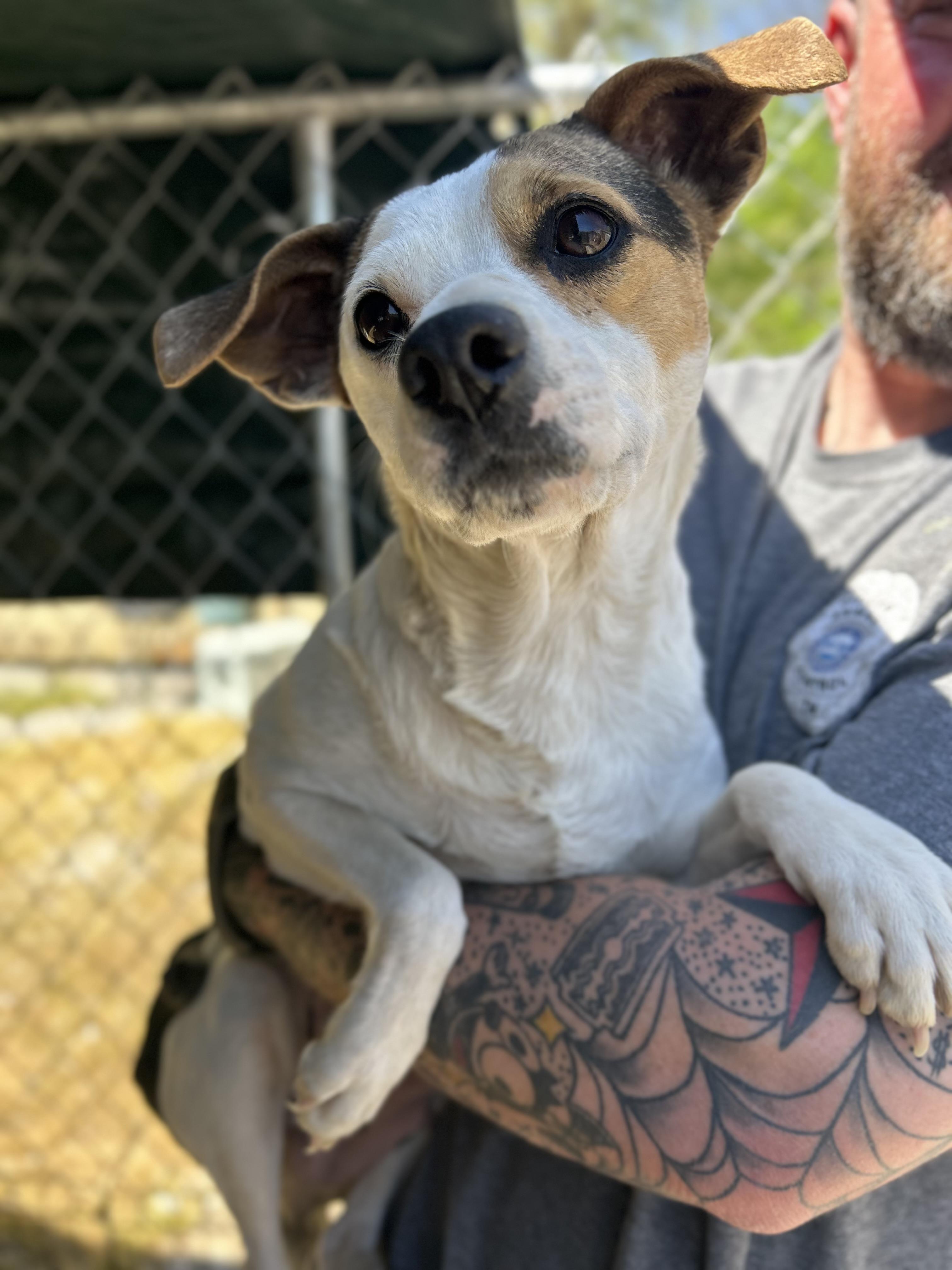 Enlarge Ginger, a ADOPTABLE Chihuahua in Manchester, TN image 6/6