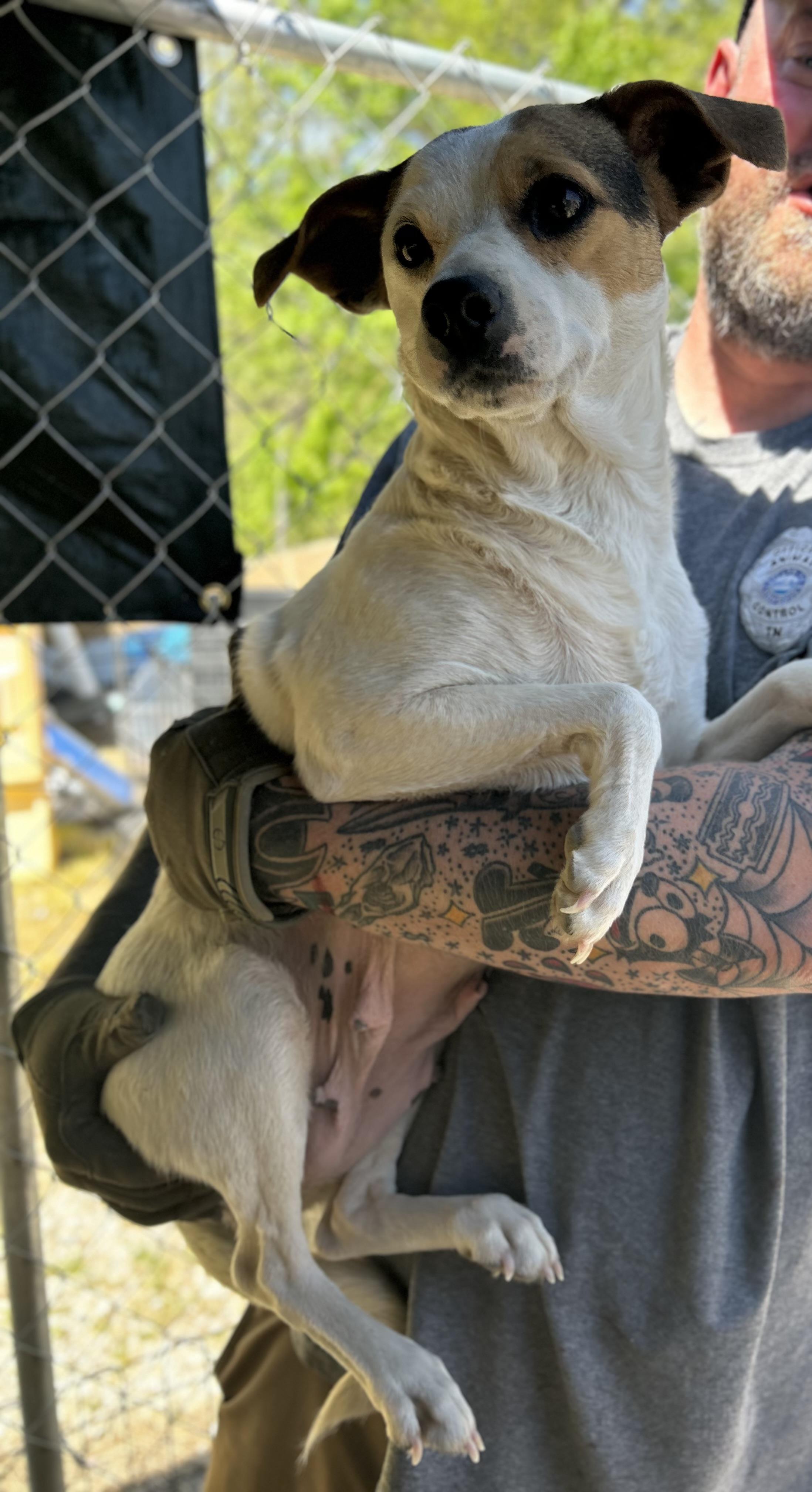 Enlarge Ginger, a ADOPTABLE Chihuahua in Manchester, TN image 3/6