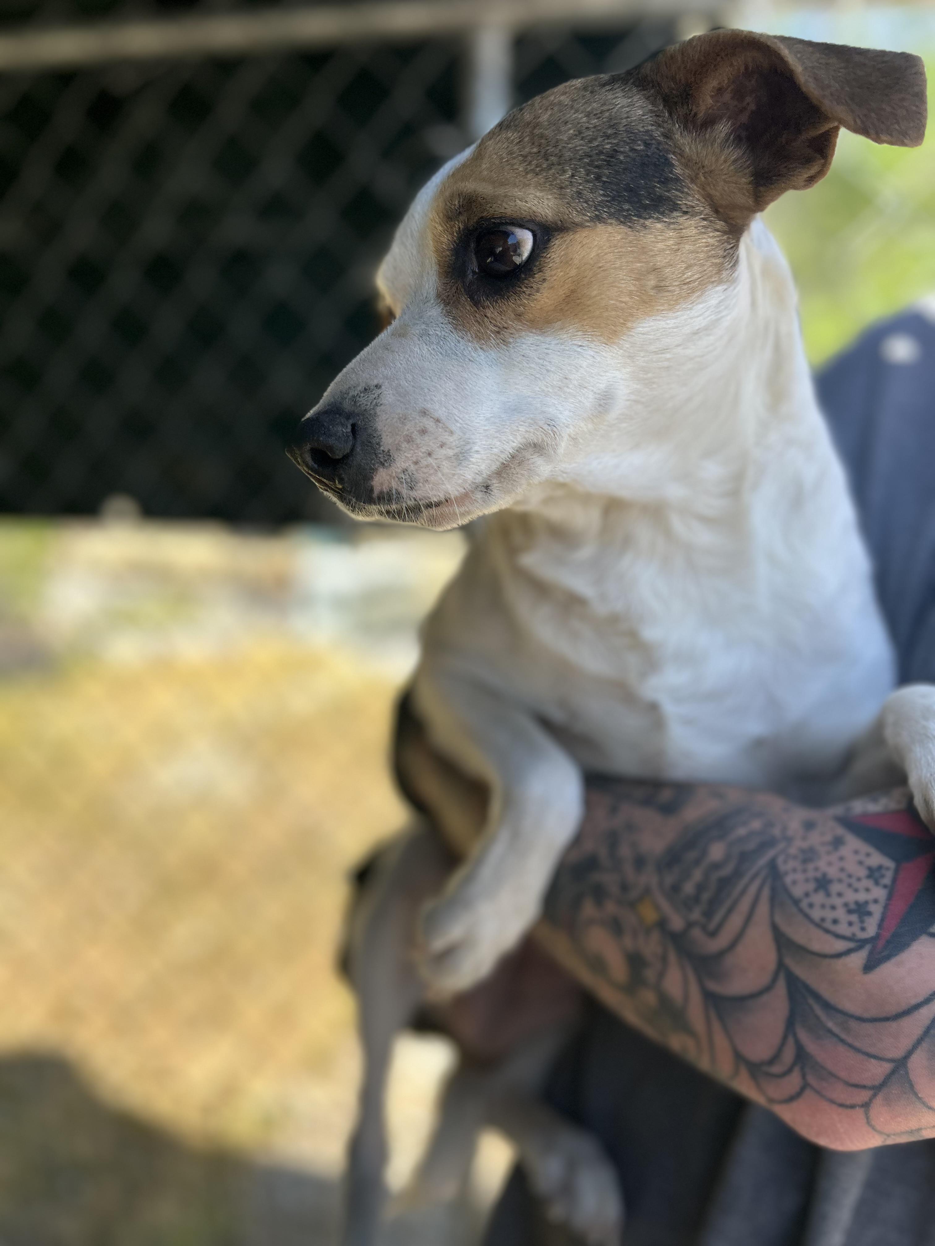 Enlarge Ginger, a ADOPTABLE Chihuahua in Manchester, TN image 2/6